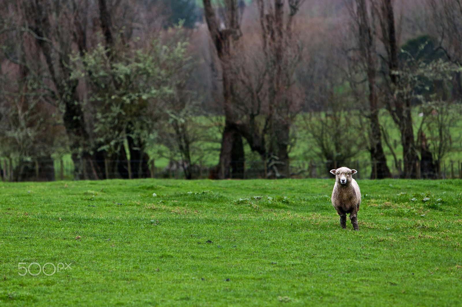 Canon EF 70-200mm F2.8L IS USM sample photo. Sheep photography