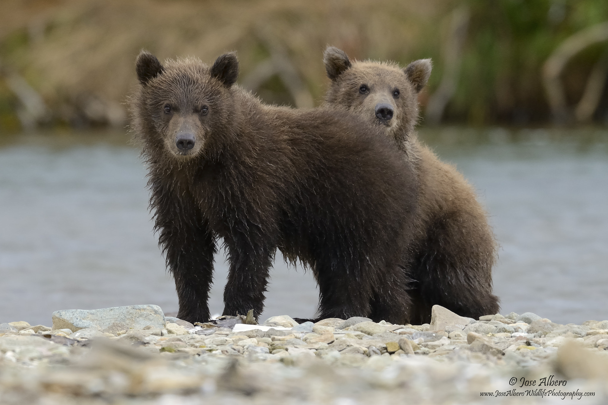 Nikon AF-S Nikkor 500mm F4D ED-IF II sample photo. Cub - coastal brown bears photography