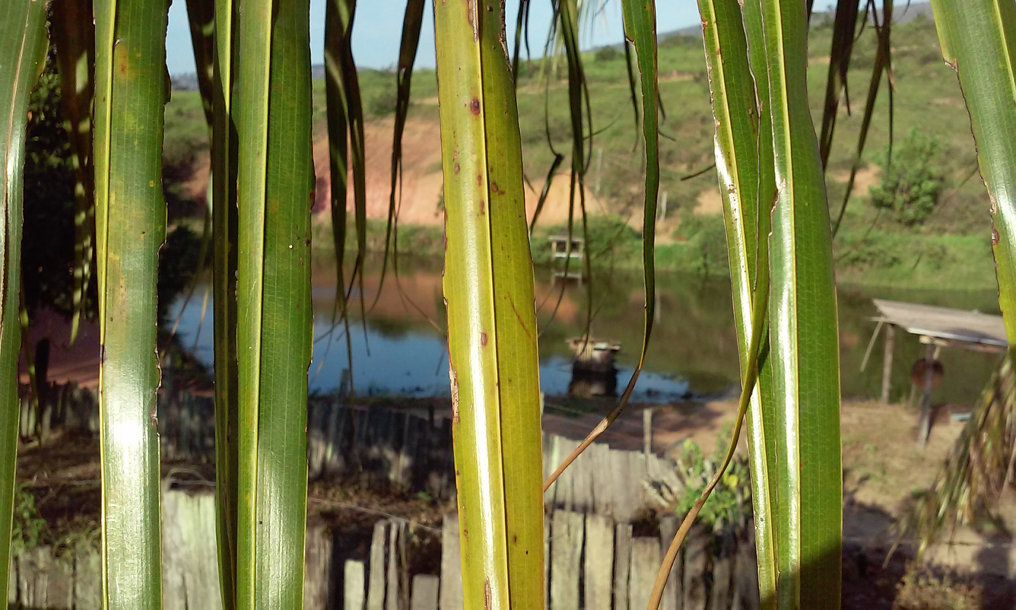 LG L70 sample photo