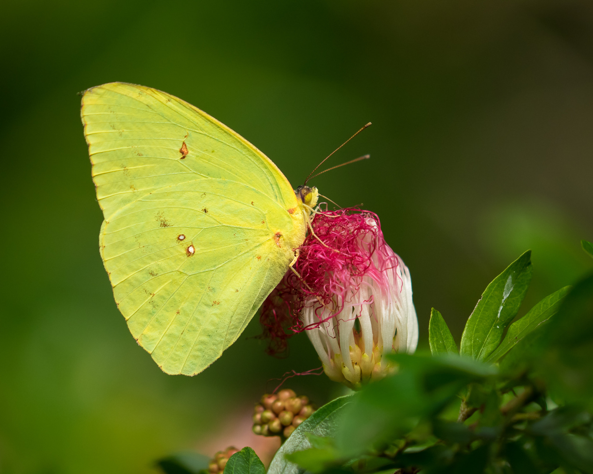 Olympus OM-D E-M1 sample photo. Cloudless sulphur (phoebis sennae) photography