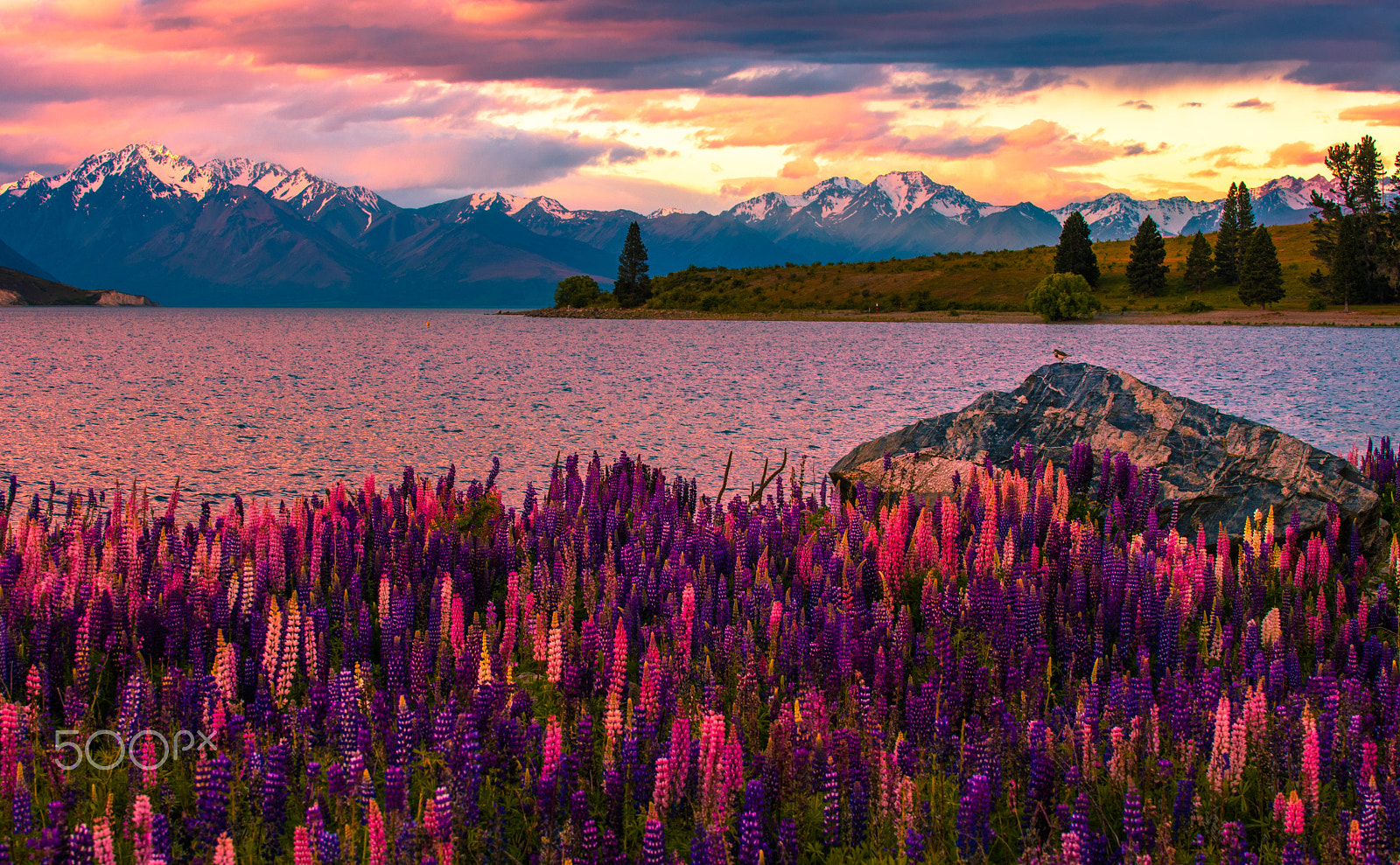 Nikon D500 sample photo. Lake tekapo sunset photography