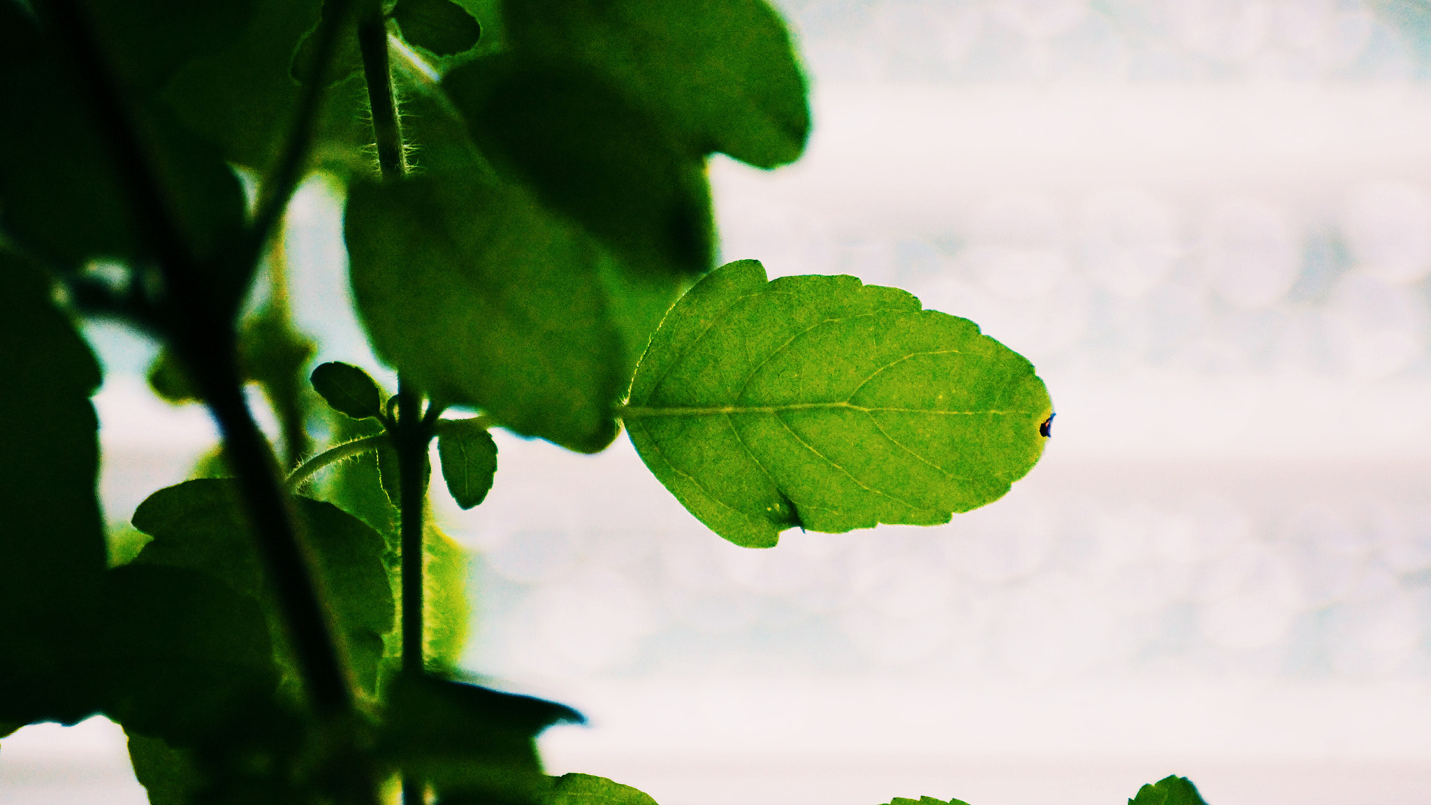 Sony SLT-A65 (SLT-A65V) sample photo. Leaf photography