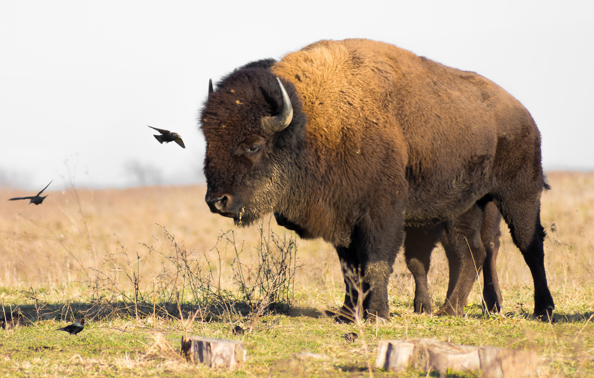 Nikon D7200 sample photo. Seven legged bison  photography