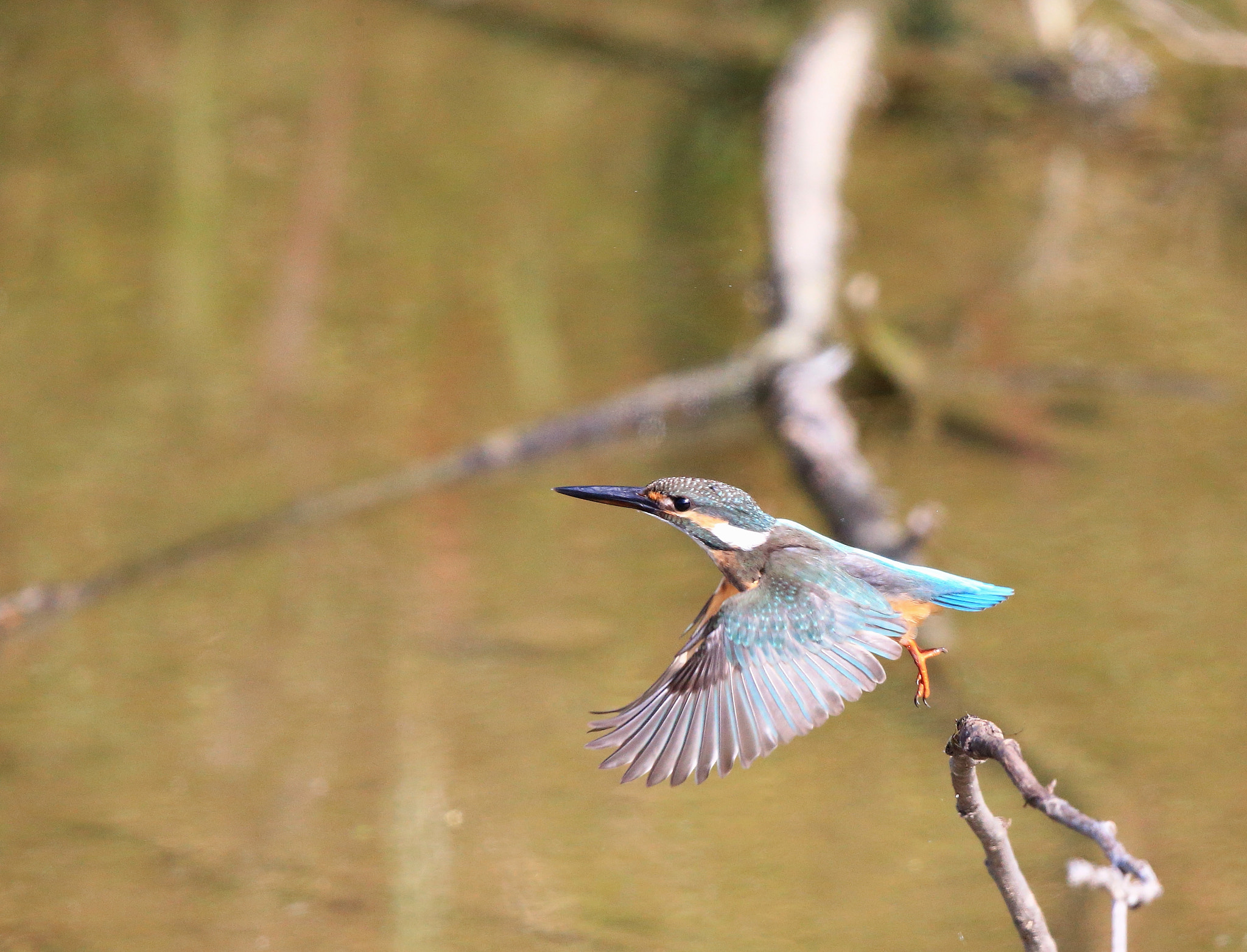 Canon EF 600mm F4L IS II USM sample photo. 517 photography