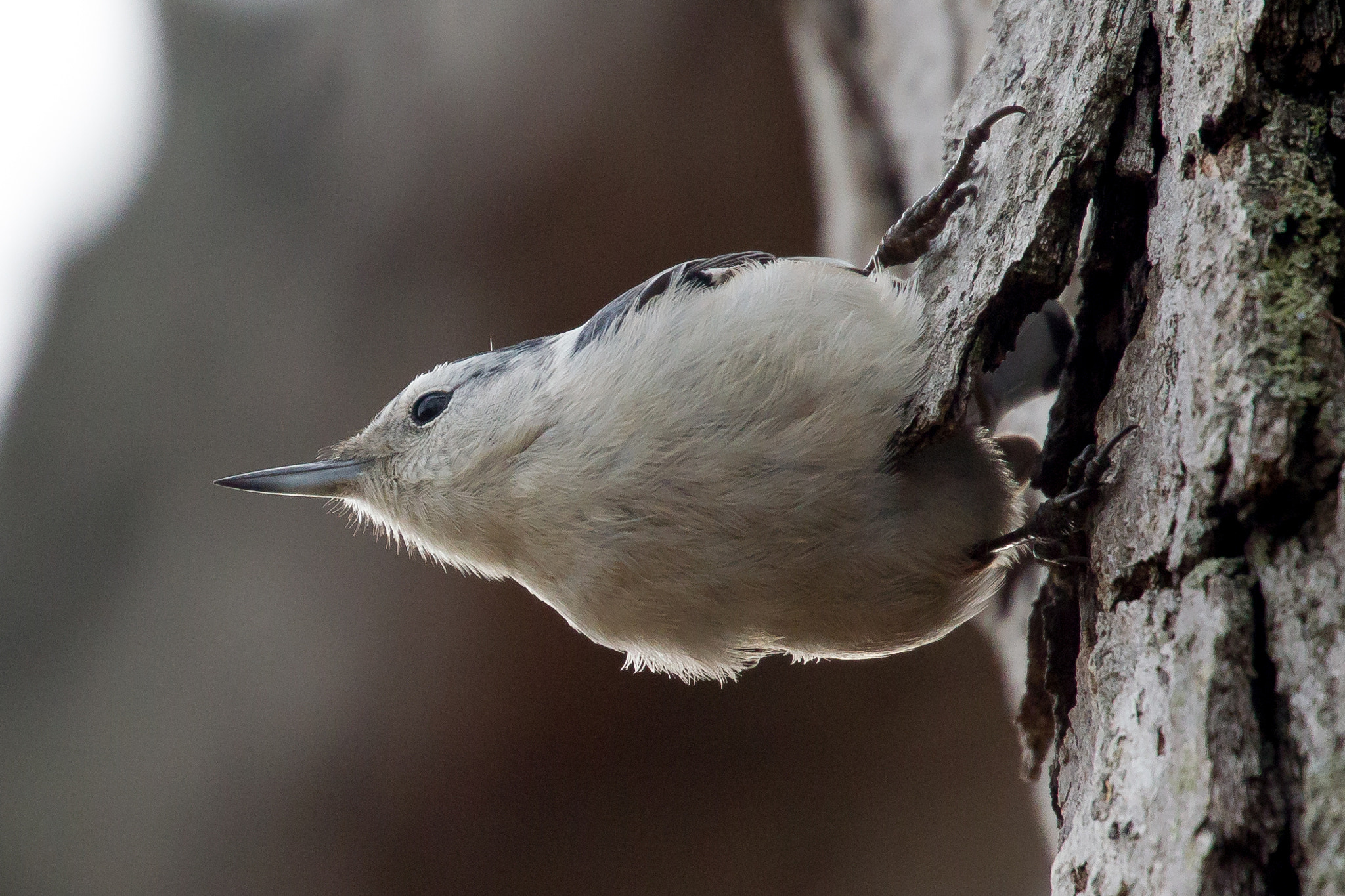 Canon EOS-1D Mark IV sample photo. Nuthatch photography
