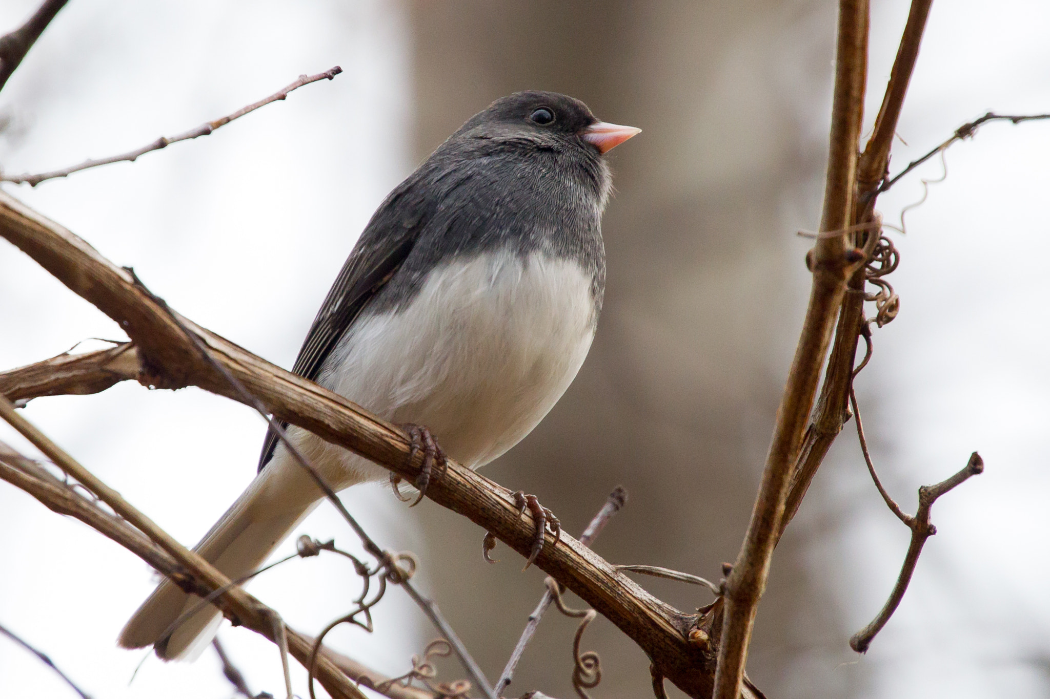 Canon EOS-1D Mark IV sample photo. Dark-eyed junco photography