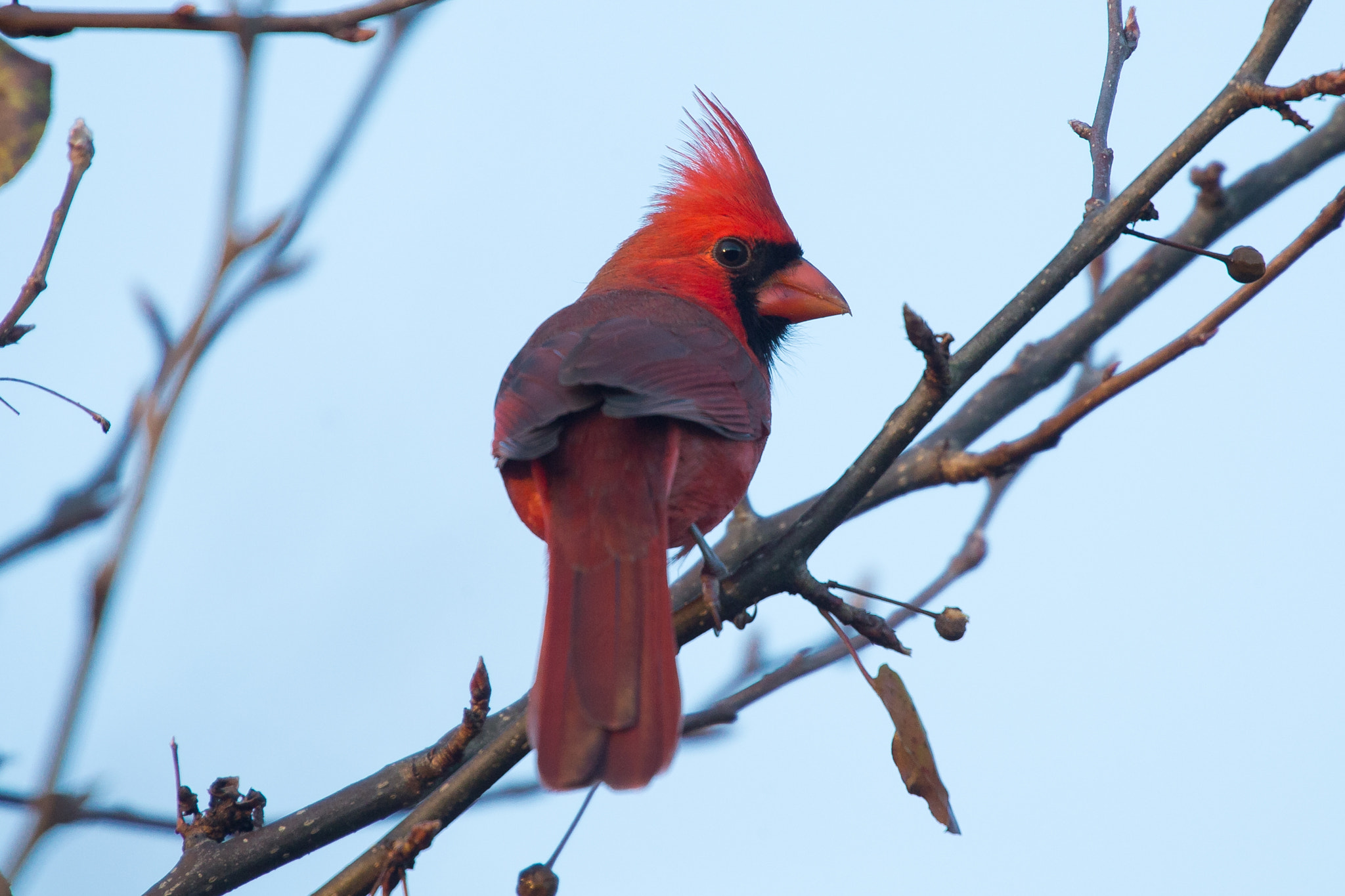 Canon EOS-1D X sample photo. Cardinal photography