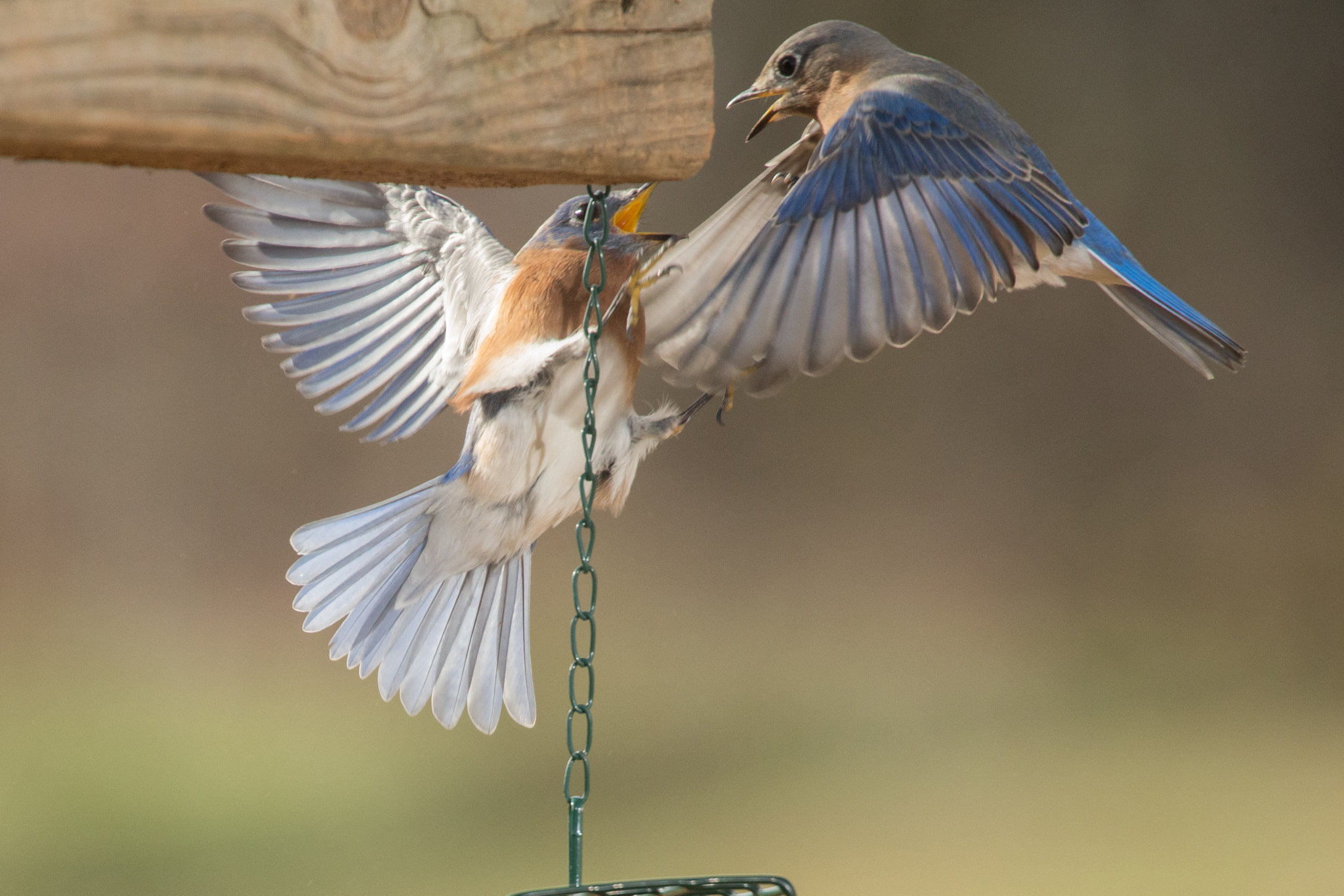 Canon EOS-1D X sample photo. Blue birds fighting photography