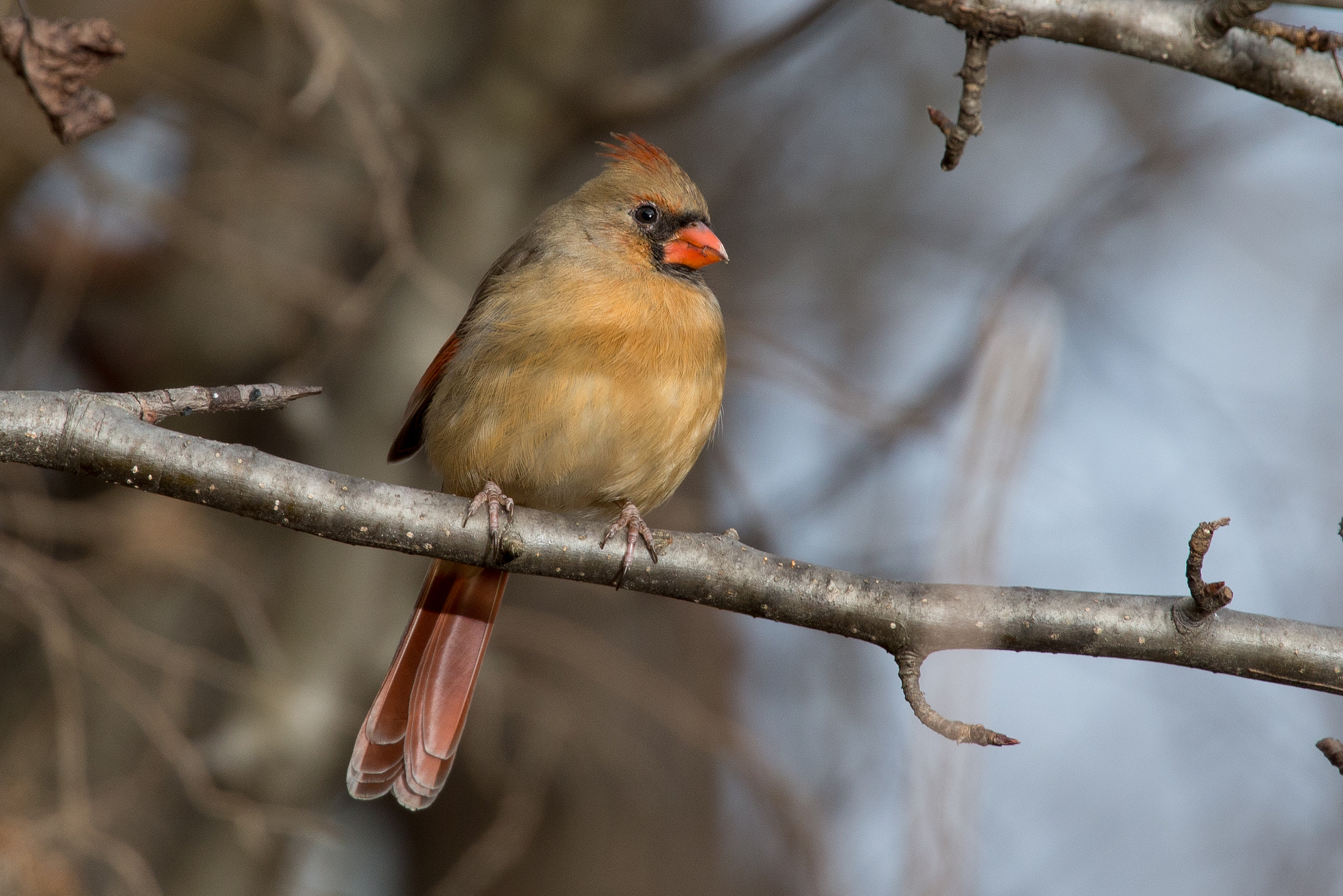Canon EOS-1D X sample photo. Female cardinal photography