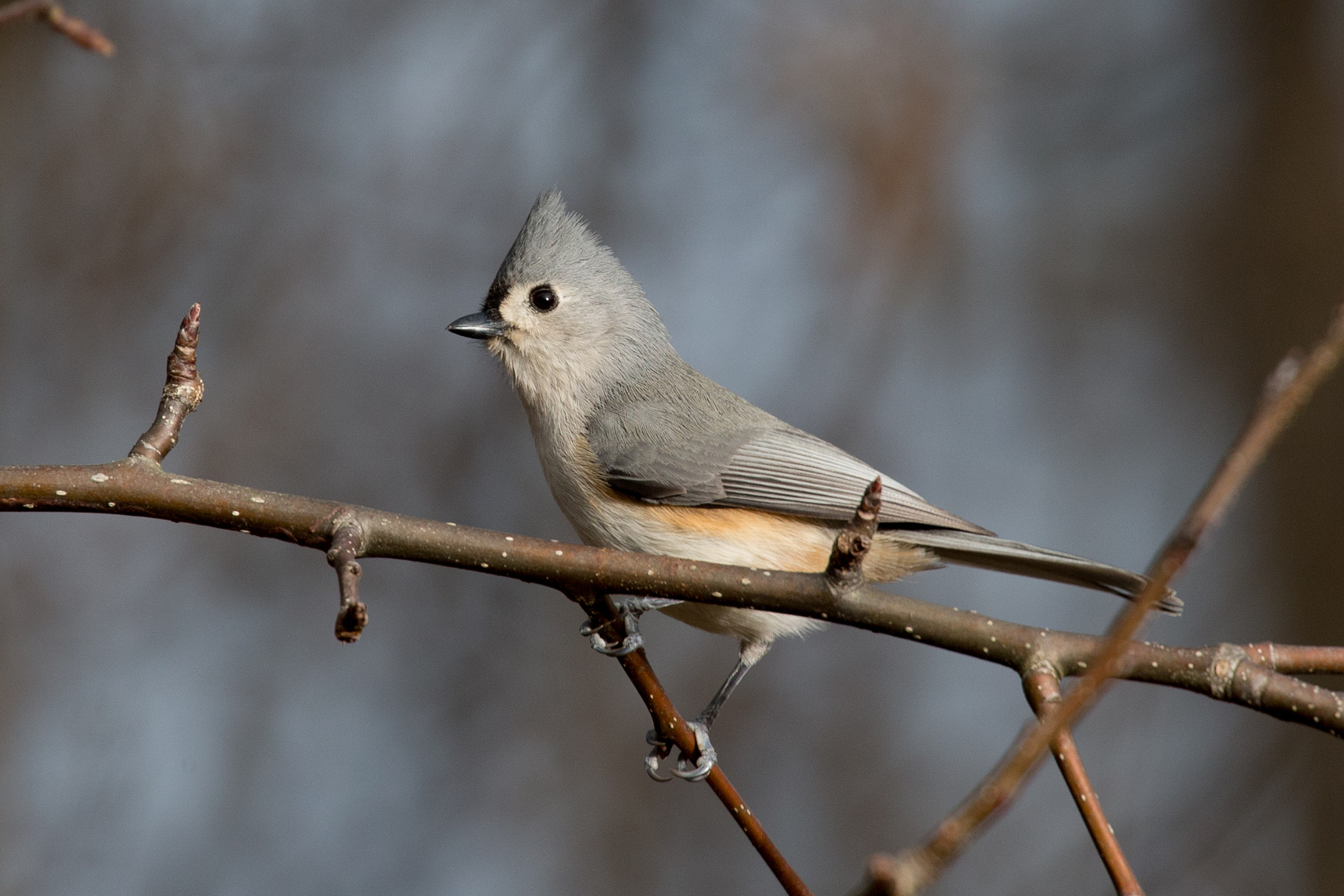 Canon EOS-1D X + Canon EF 100-400mm F4.5-5.6L IS II USM sample photo. Tufted titmouse photography