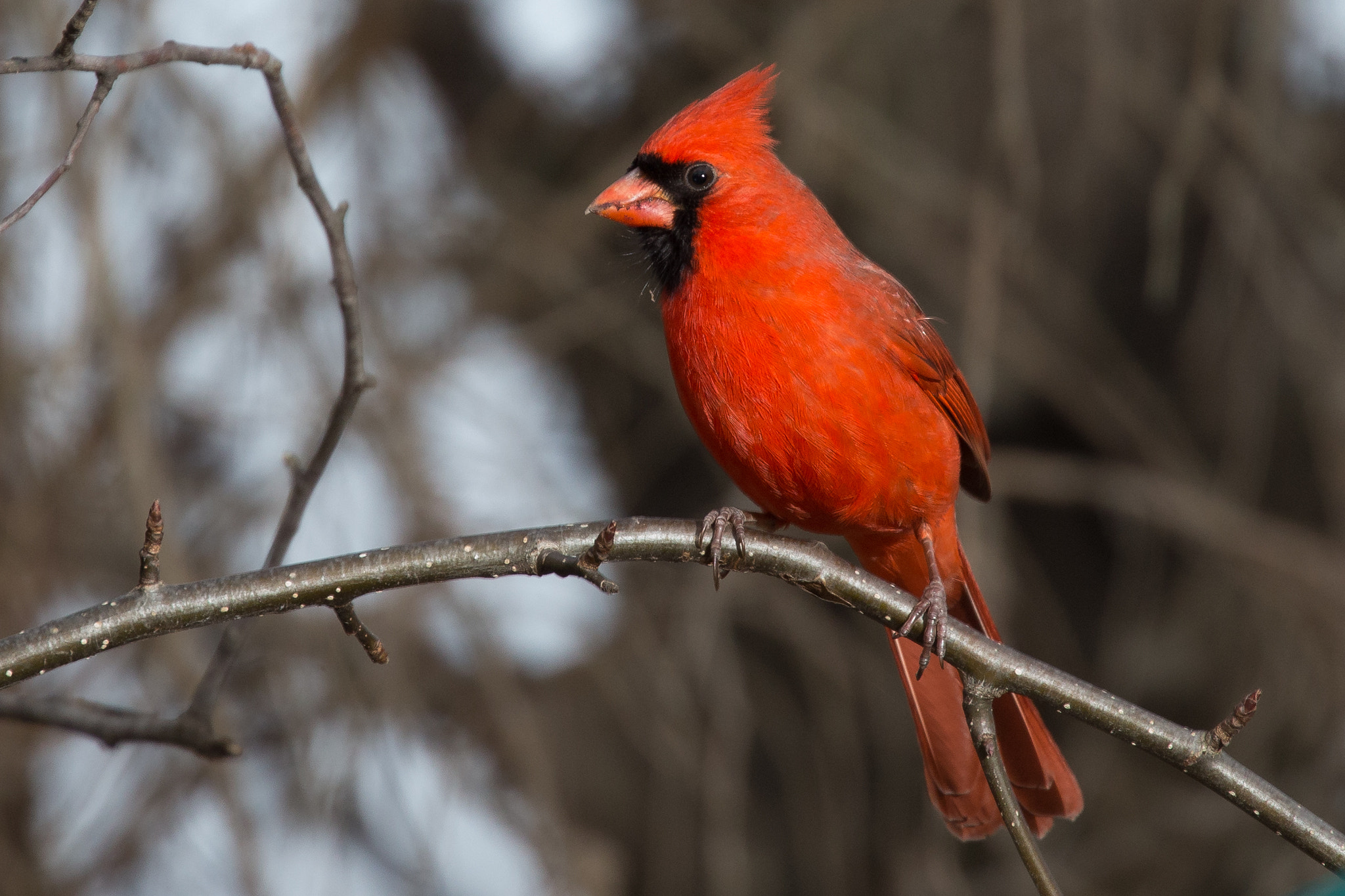 Canon EOS-1D X sample photo. Cardinal photography