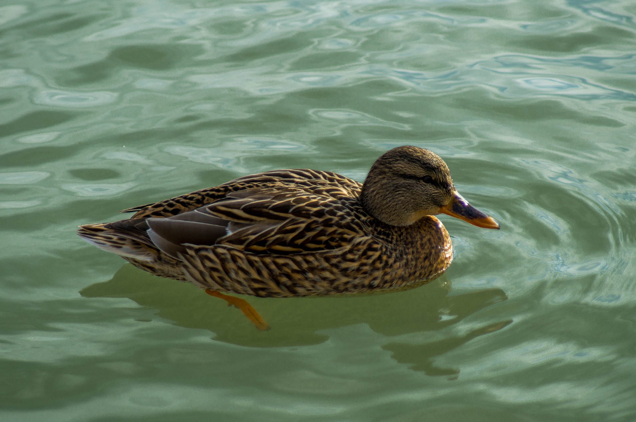Minolta AF 70-210mm F4.5-5.6 [II] sample photo. I'm too fab for you photography