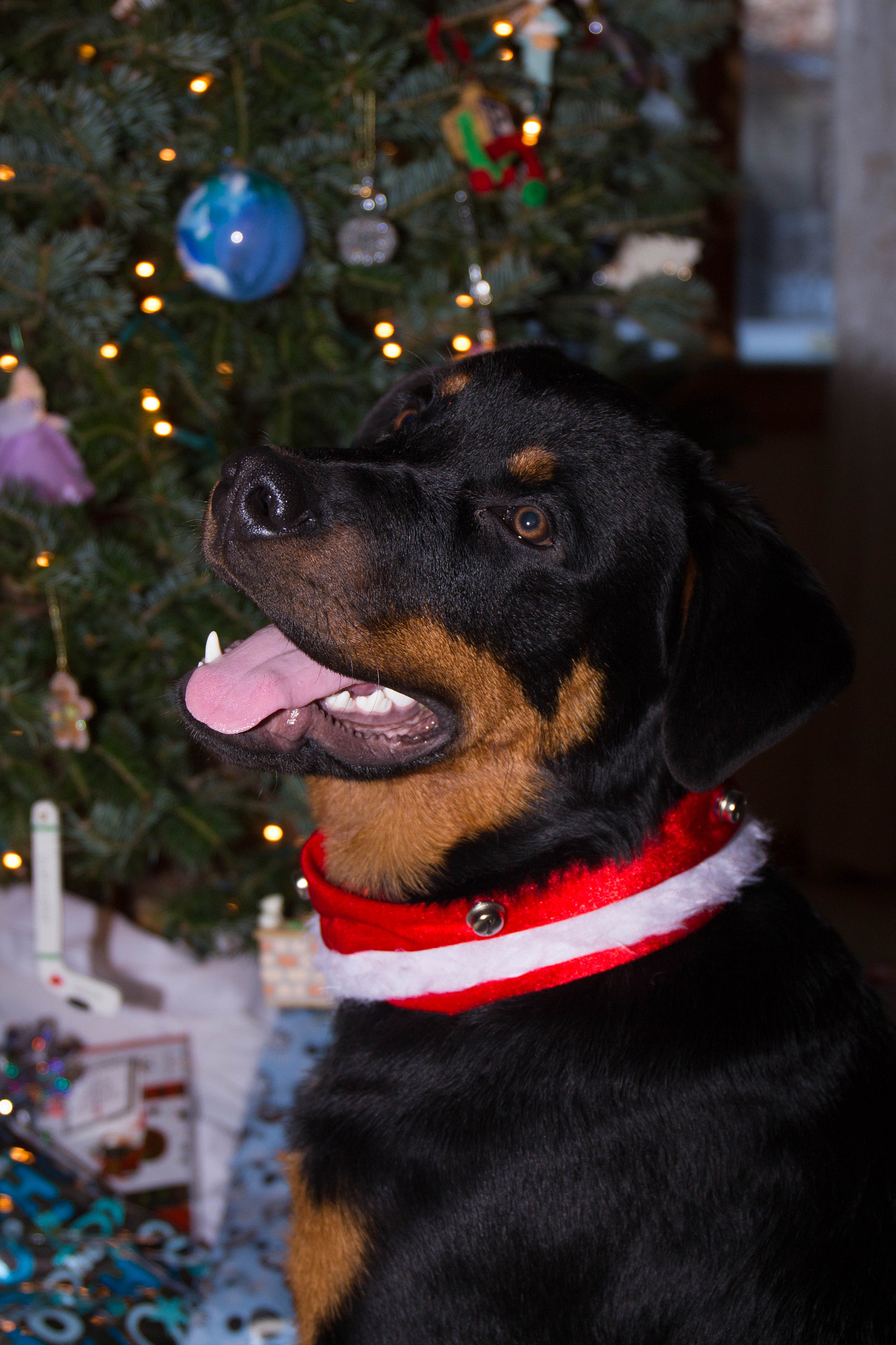 Canon EOS 700D (EOS Rebel T5i / EOS Kiss X7i) + Canon EF 24-70mm F4L IS USM sample photo. Christmas puppy photography
