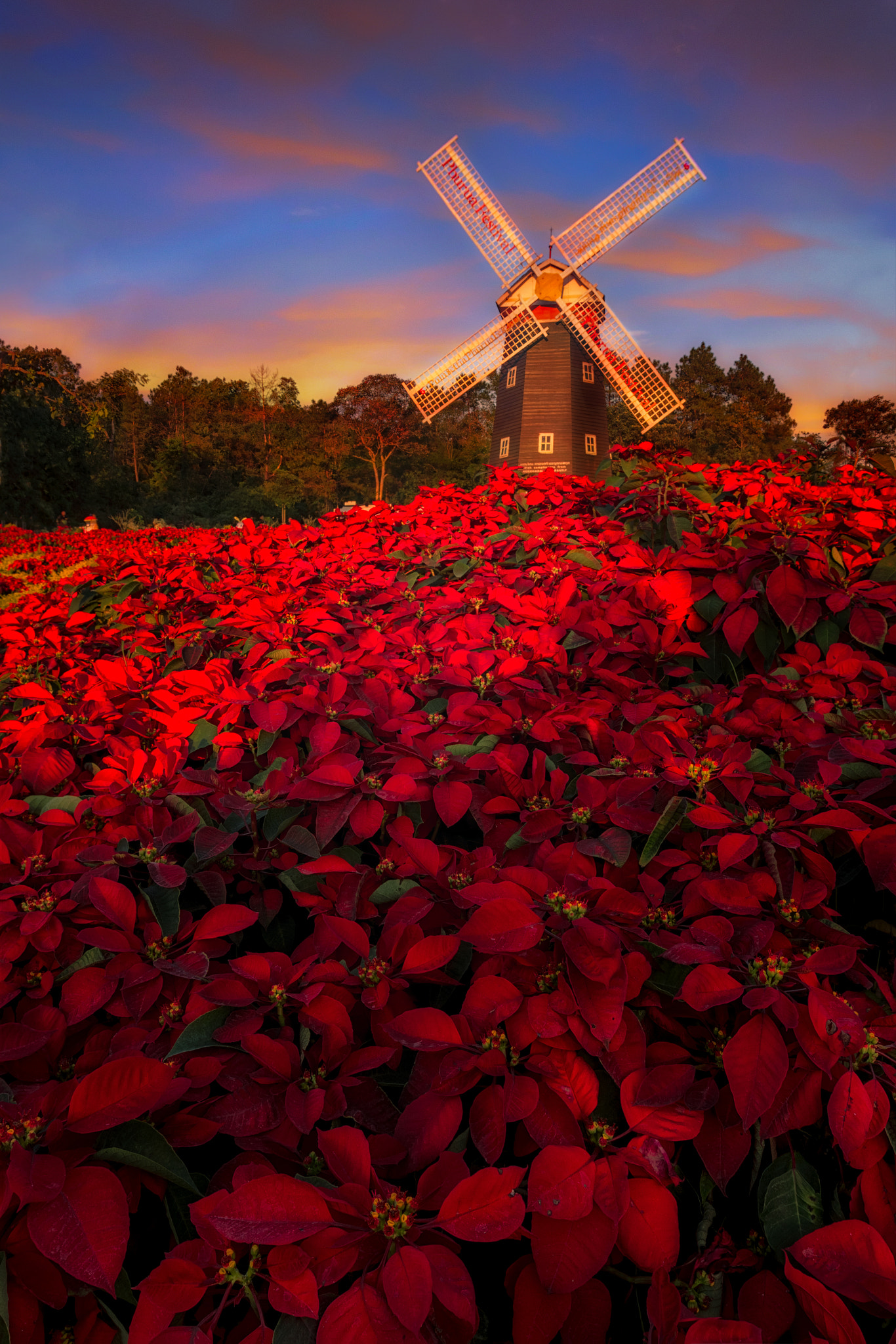 Canon EF 16-35mm F2.8L II USM sample photo. Christmas flower photography