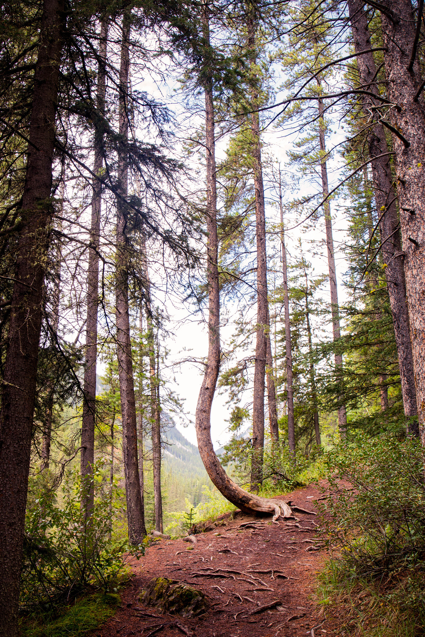Canon EF 24-70mm F4L IS USM sample photo. Hike to nowhere photography