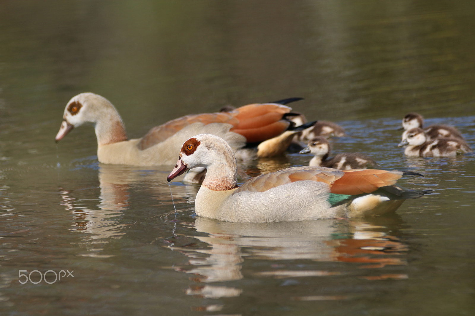 Sigma 150-600mm F5-6.3 DG OS HSM | C sample photo. Egyptian goose photography
