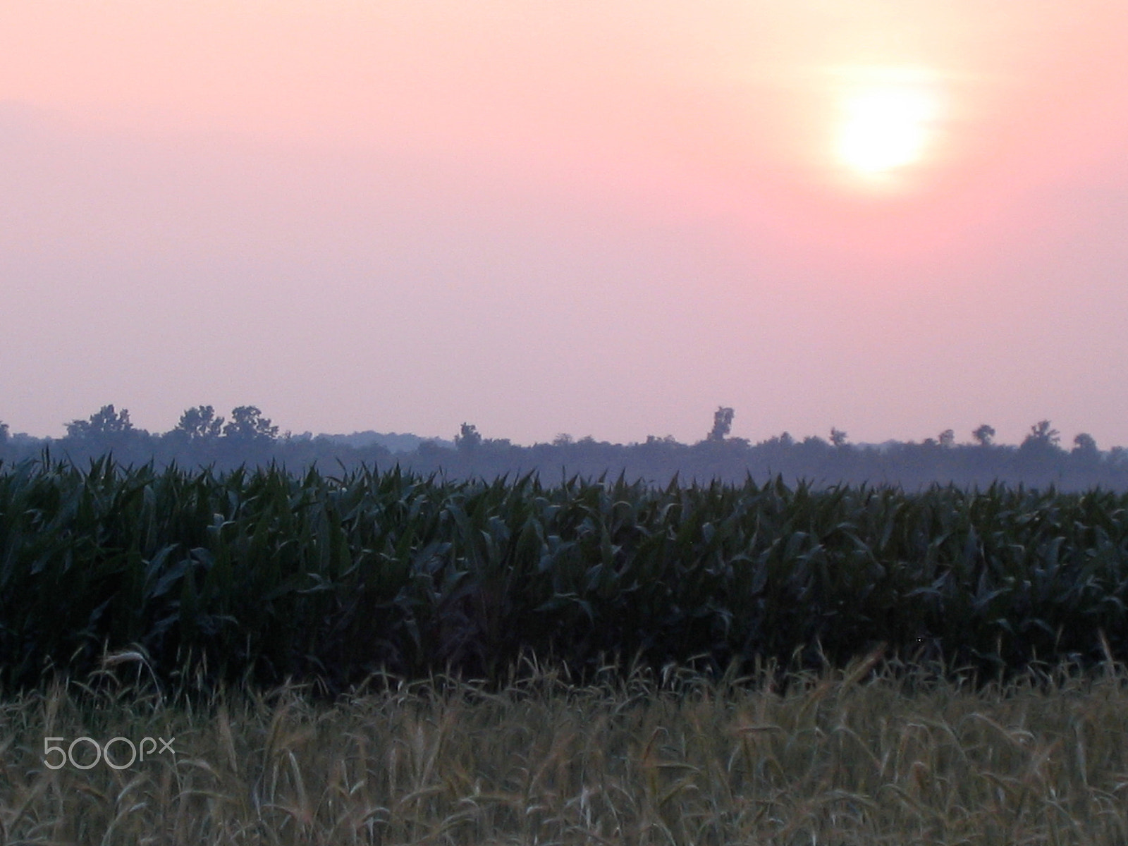 Canon POWERSHOT SD110 sample photo. Layers of harvest blurred by the sky purple photography