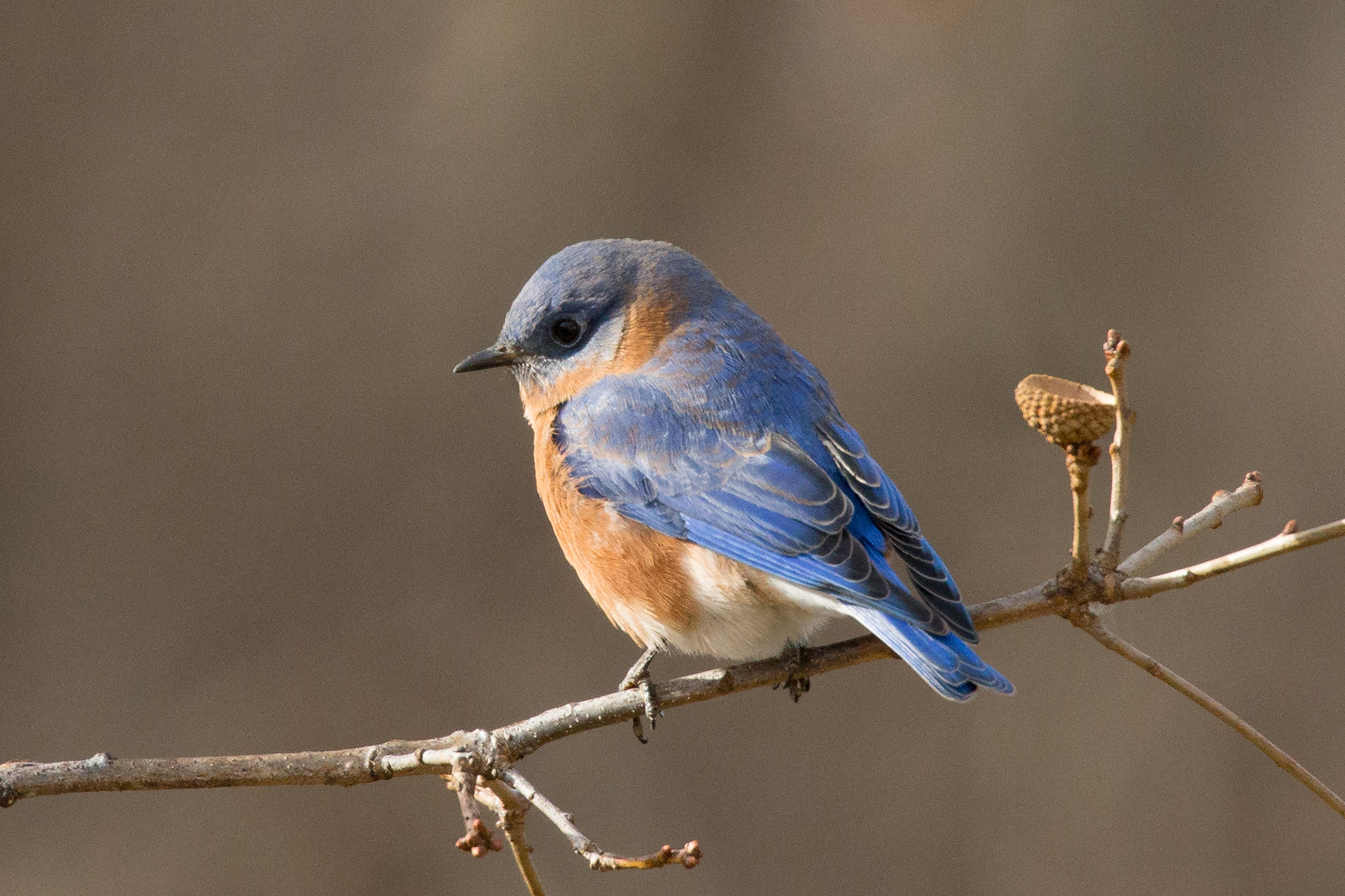 Canon EOS-1D X sample photo. Blue bird photography