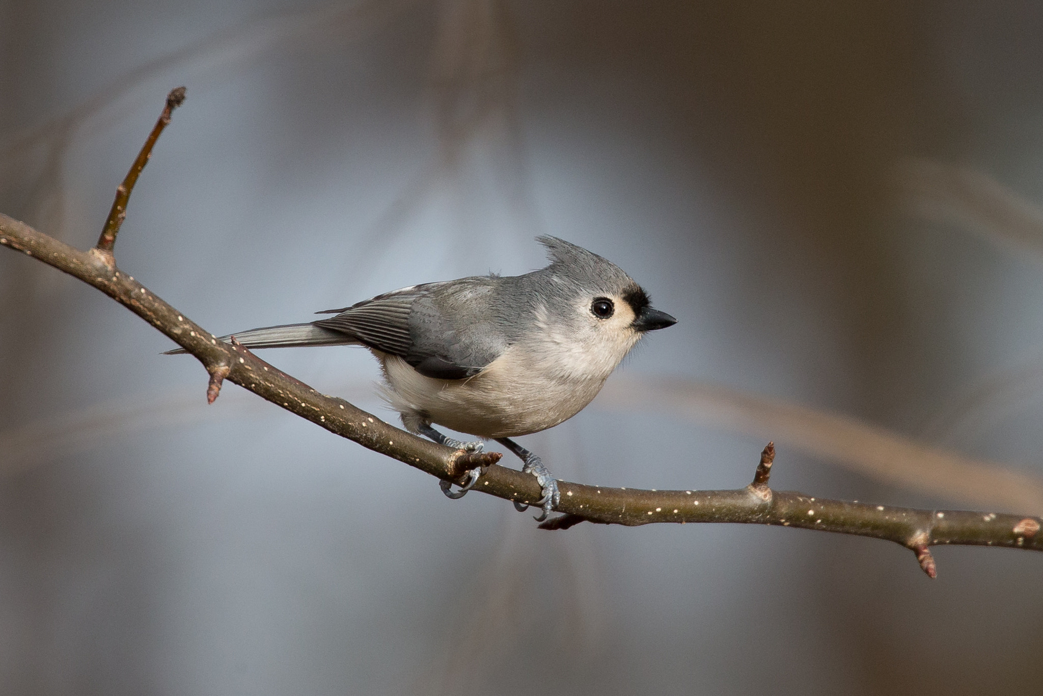 Canon EOS-1D X + Canon EF 100-400mm F4.5-5.6L IS II USM sample photo. Tufted titmouse photography