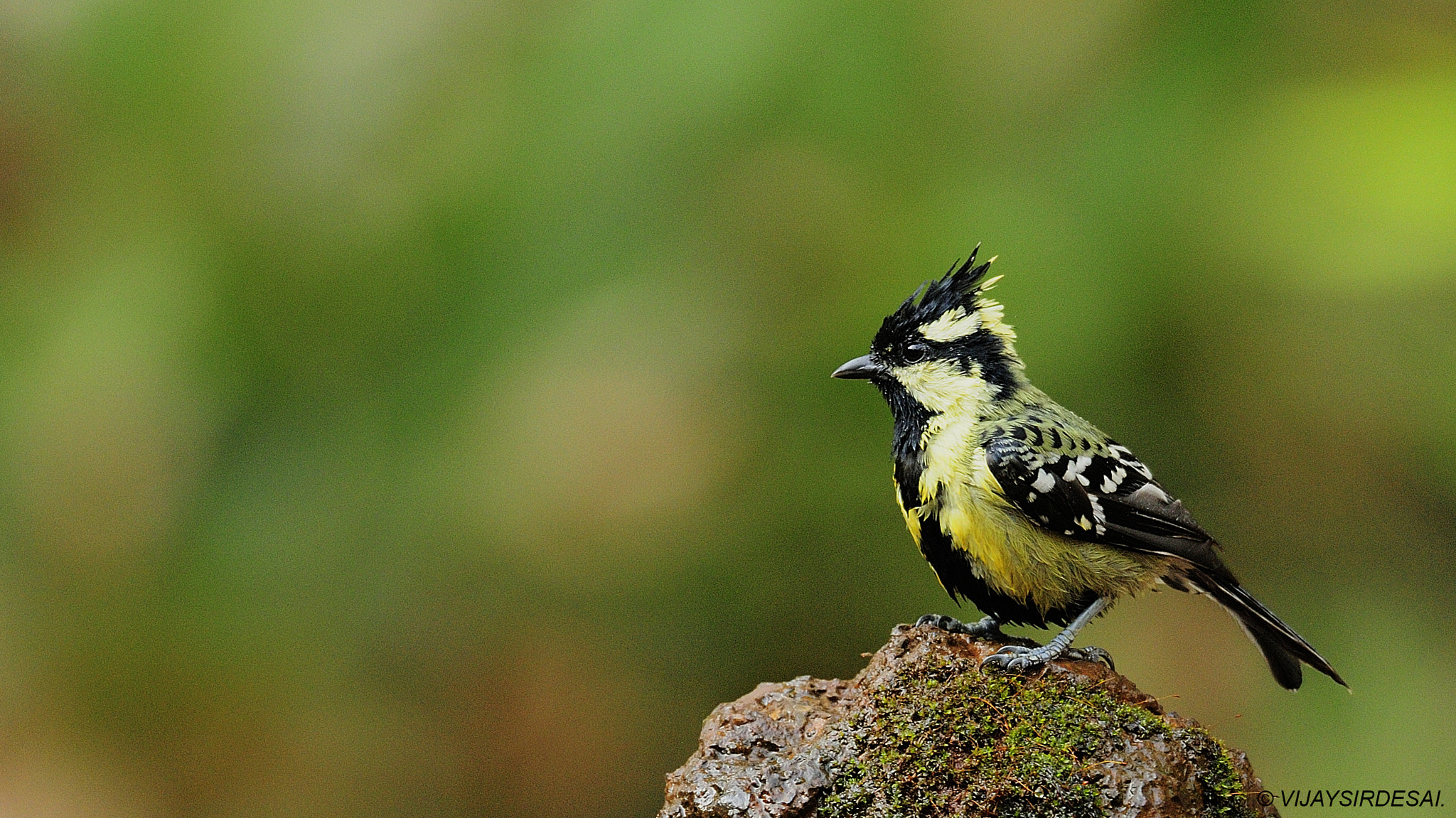 Nikon D300S + Nikon AF-S Nikkor 600mm F4G ED VR sample photo. Black-lored tit photography