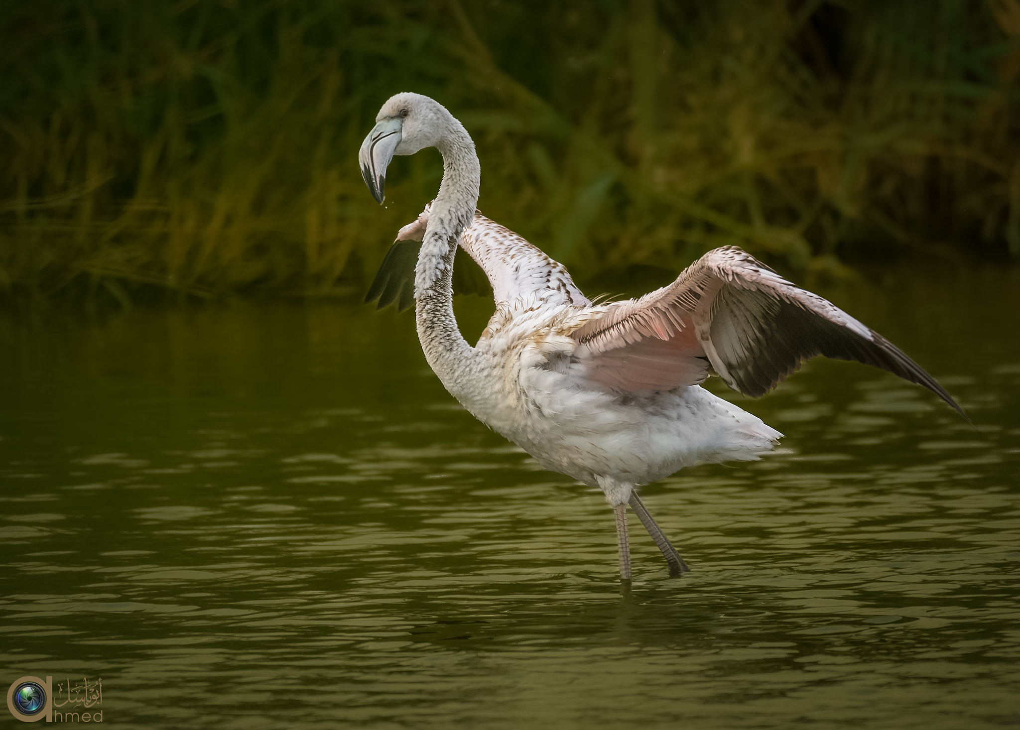 Sigma 150-600mm F5-6.3 DG OS HSM | S sample photo