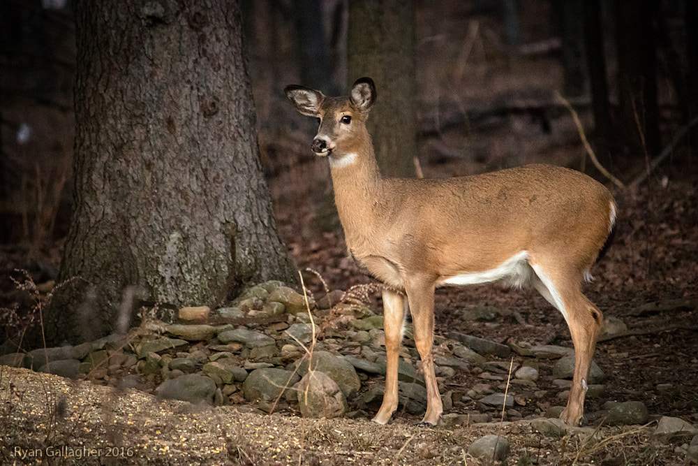 Canon EF-S 55-250mm F4-5.6 IS sample photo. Surveying the scene photography