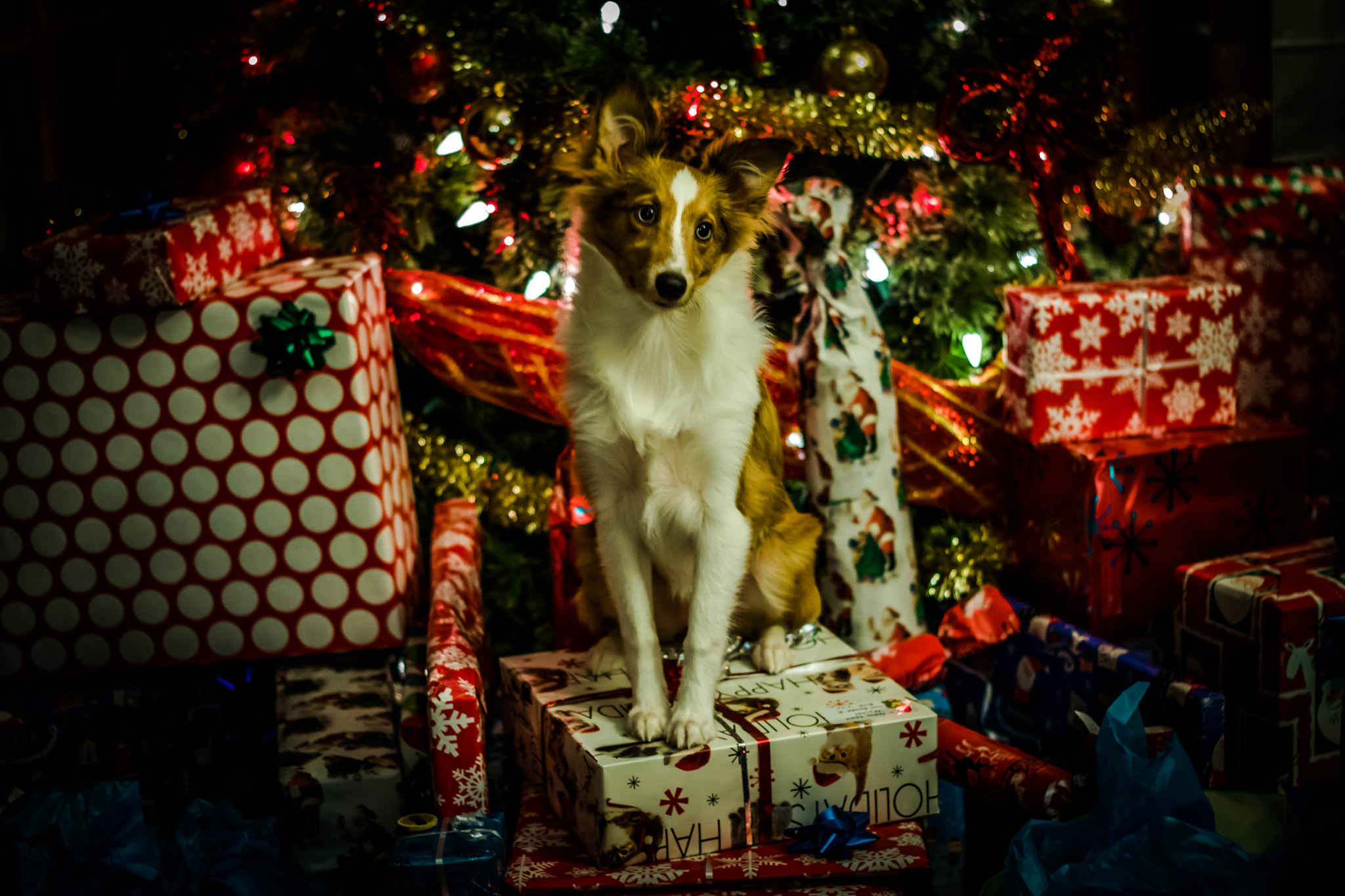 Canon EOS 750D (EOS Rebel T6i / EOS Kiss X8i) sample photo. M'y dog photography