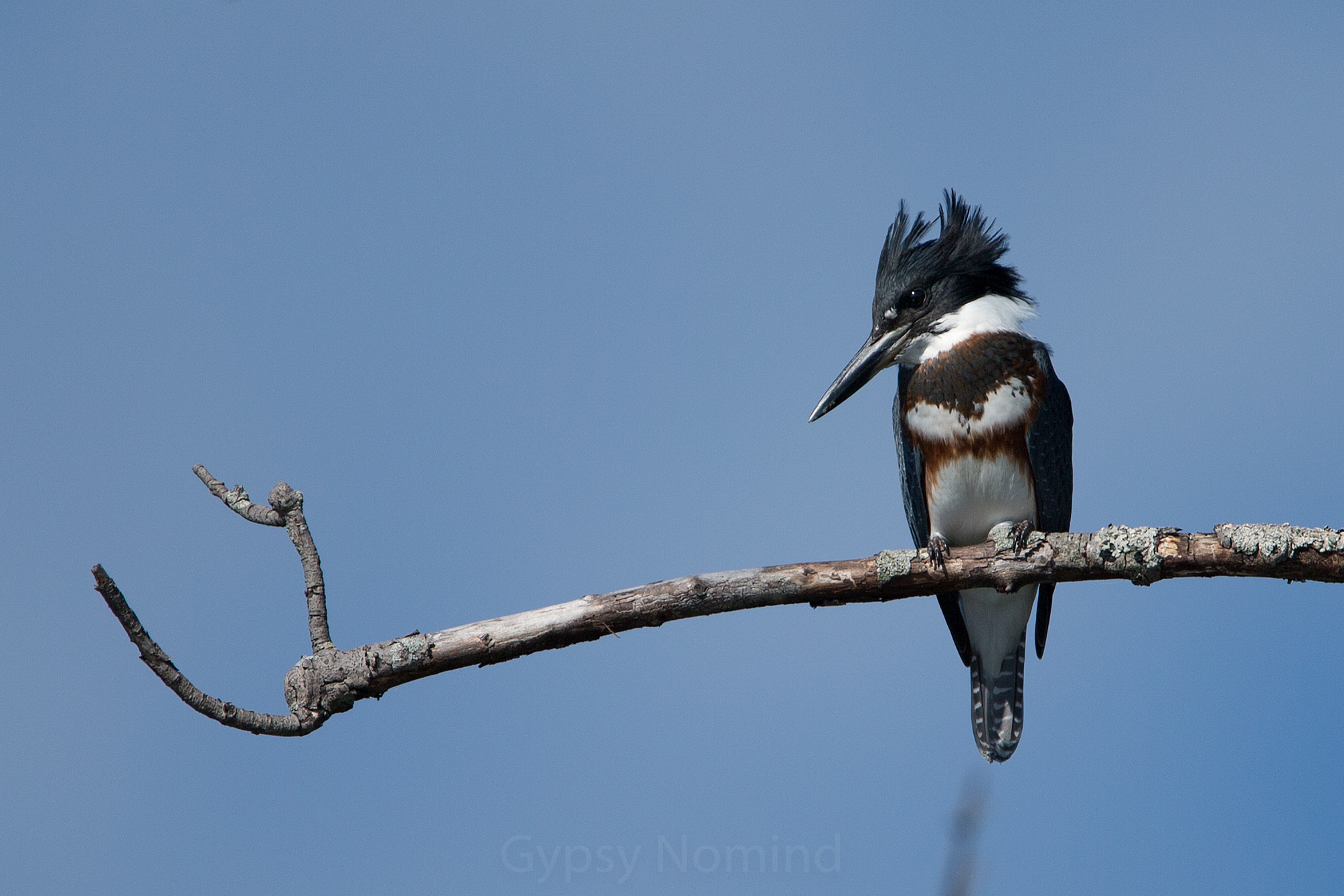 Canon EOS-1D X sample photo. Belted kingfisher photography