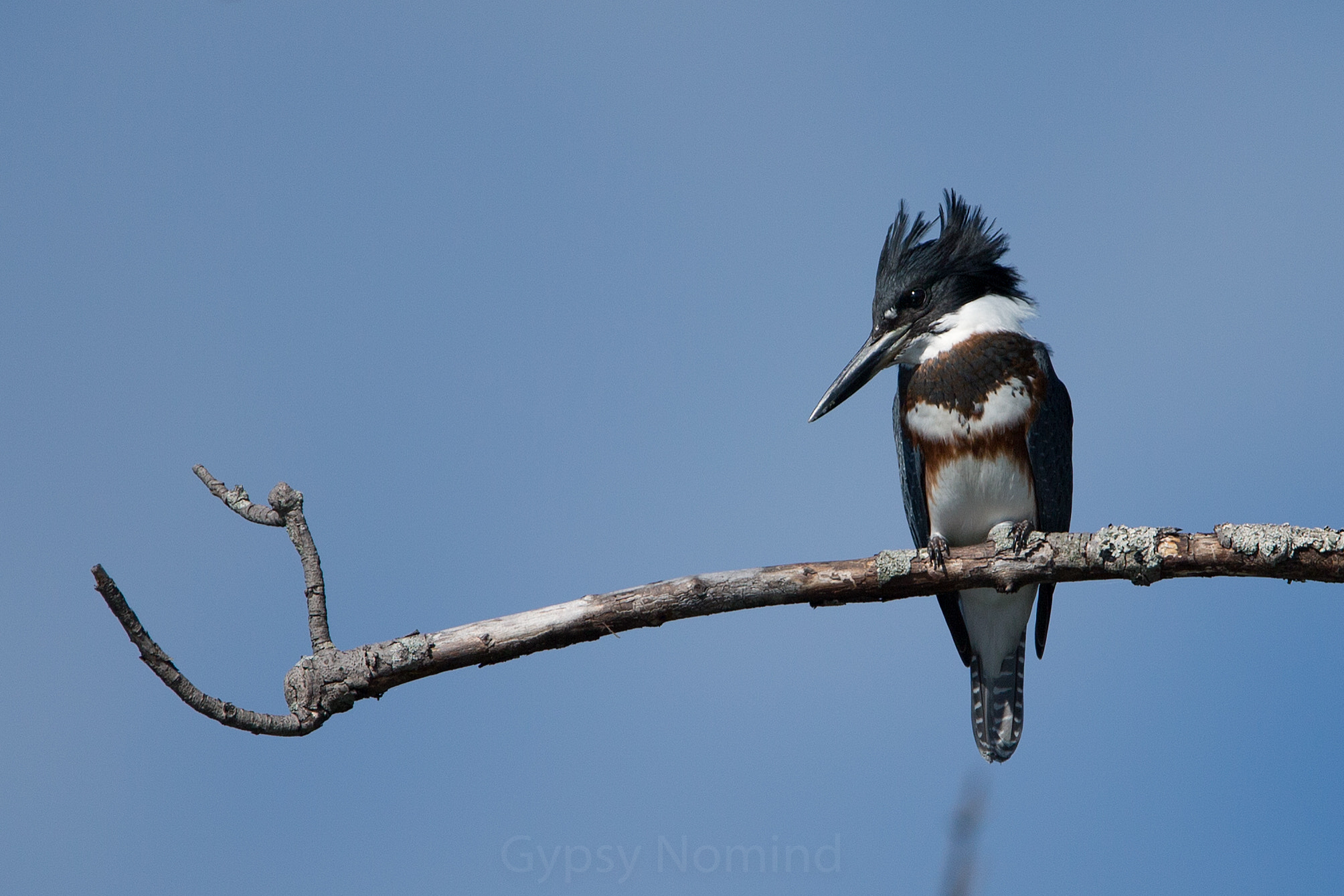Canon EF 500mm F4L IS USM sample photo. Belted kingfisher photography