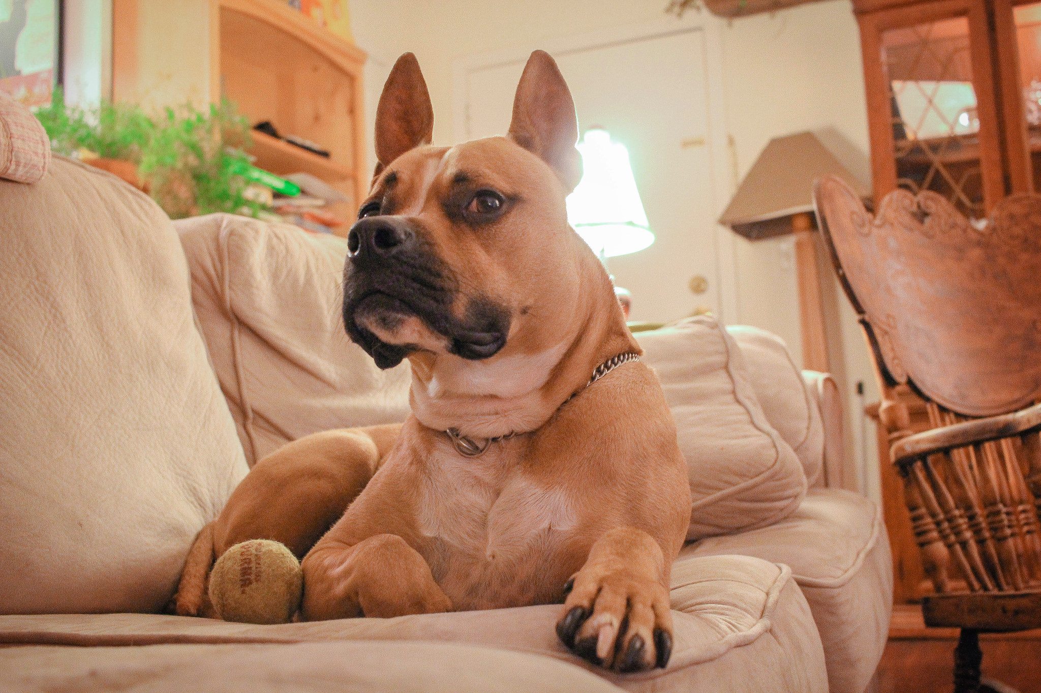 Canon EF-S 24mm F2.8 STM sample photo. Waiting patiently photography
