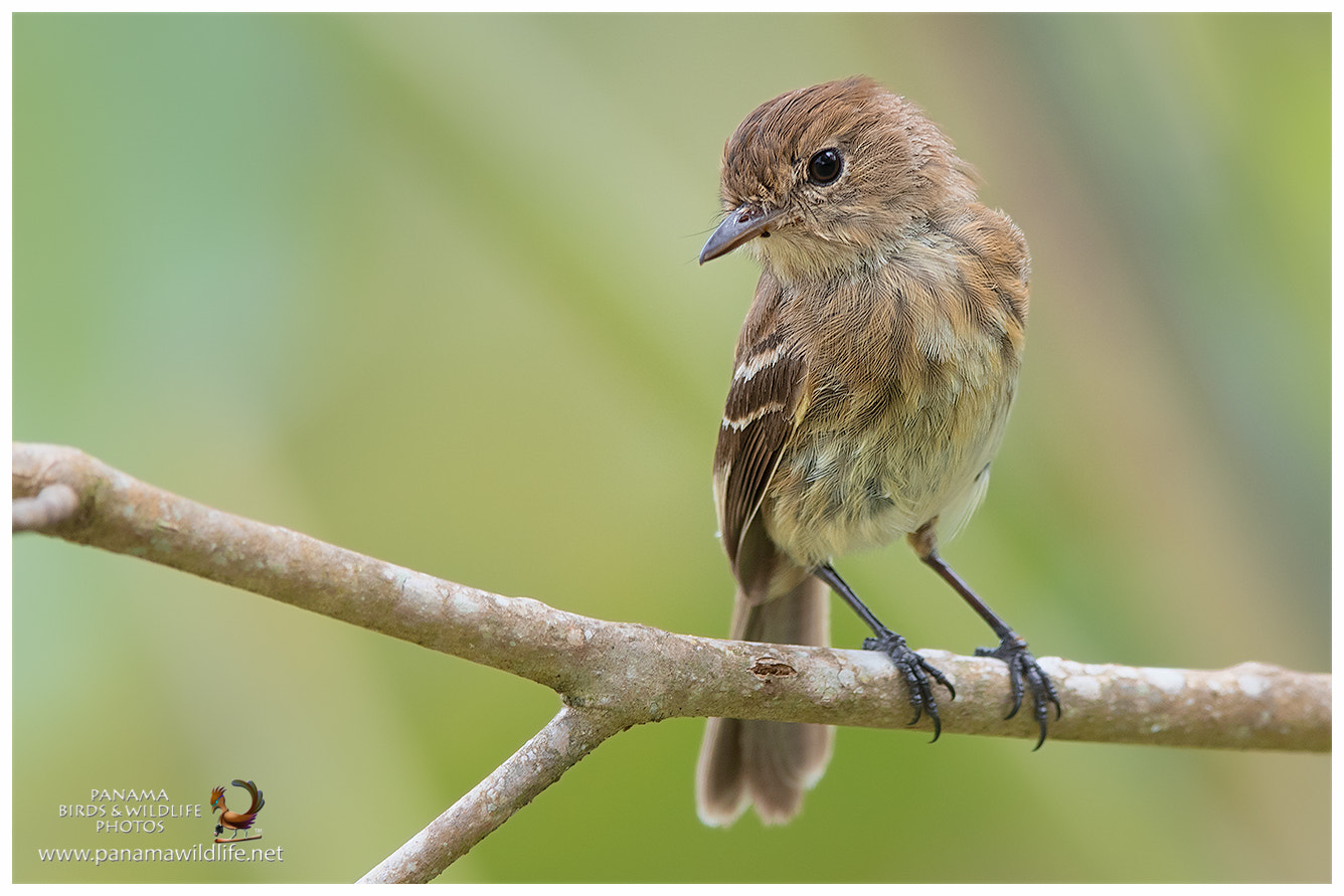 Canon EF 600mm F4L IS II USM sample photo. Bran-colored flycatcher / mosquerito pechirrayado photography