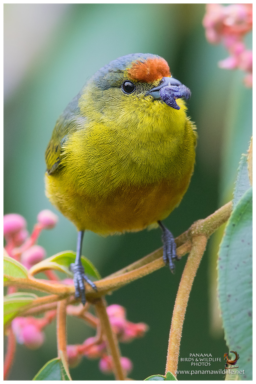 Canon EF 600mm F4L IS II USM sample photo. Spot-crowned euphonia / eufonia coronimanchada - ♀ photography