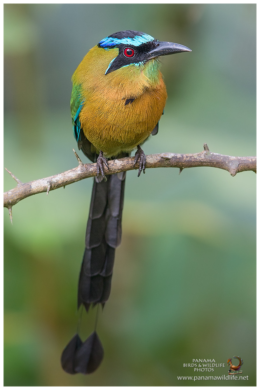 Canon EF 600mm F4L IS II USM sample photo. Lesson's motmot / momoto de lesson photography