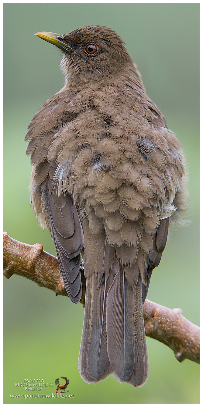 Canon EF 600mm F4L IS II USM sample photo. Clay-colored thrush / mirlo pardo, cas-cas o choroteca photography
