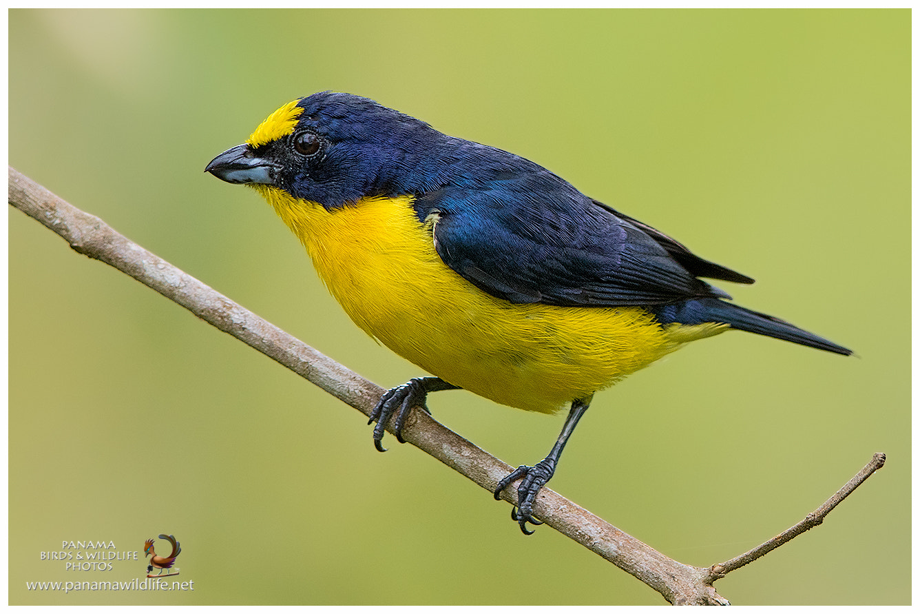 Canon EF 600mm F4L IS II USM sample photo. Thick-billed euphonia / eufonia piquigruesa - ♂ photography