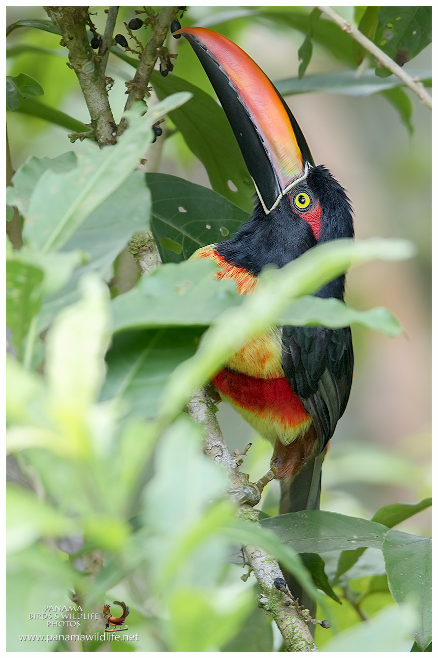 Canon EF 600mm F4L IS II USM sample photo. Fiery-billed aracari / tucancillo piquinaranja o p photography