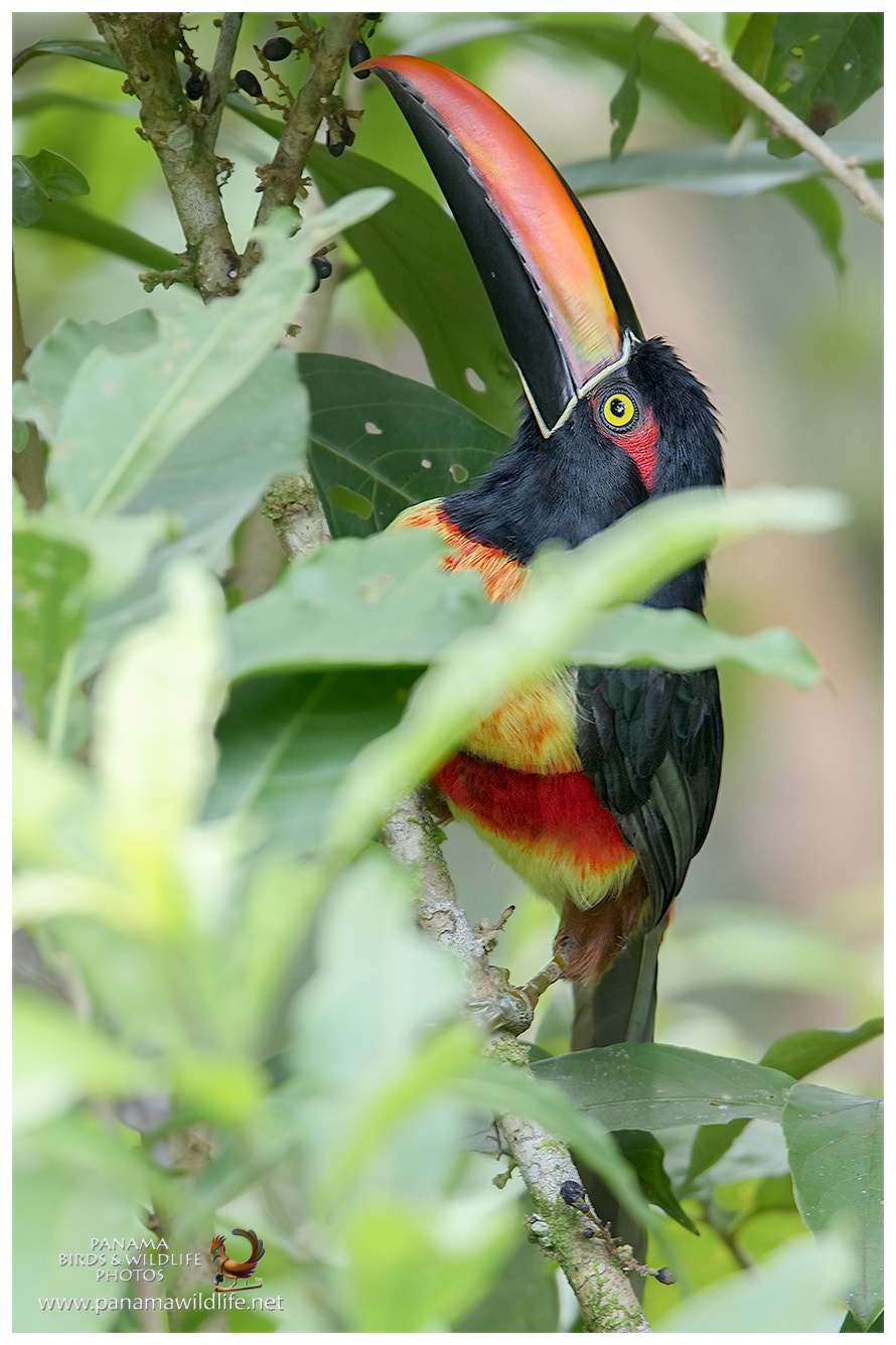 Canon EOS 7D Mark II + Canon EF 600mm F4L IS II USM sample photo. Fiery-billed aracari / tucancillo piquinaranja o p photography