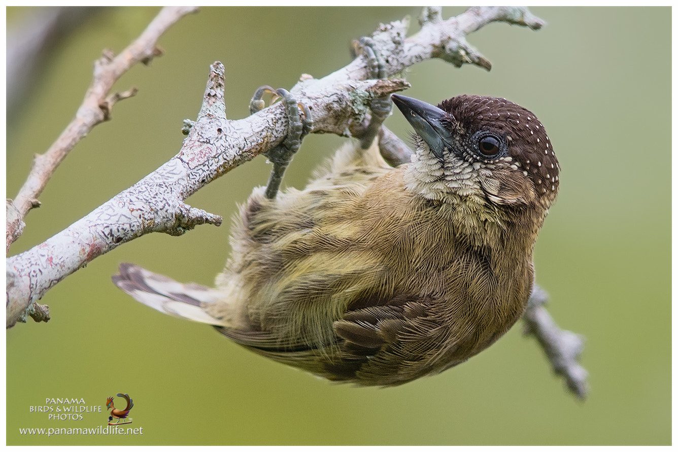 Canon EF 600mm F4L IS II USM sample photo. Olivaceous piculet / picolete oliváceo - ♀ photography