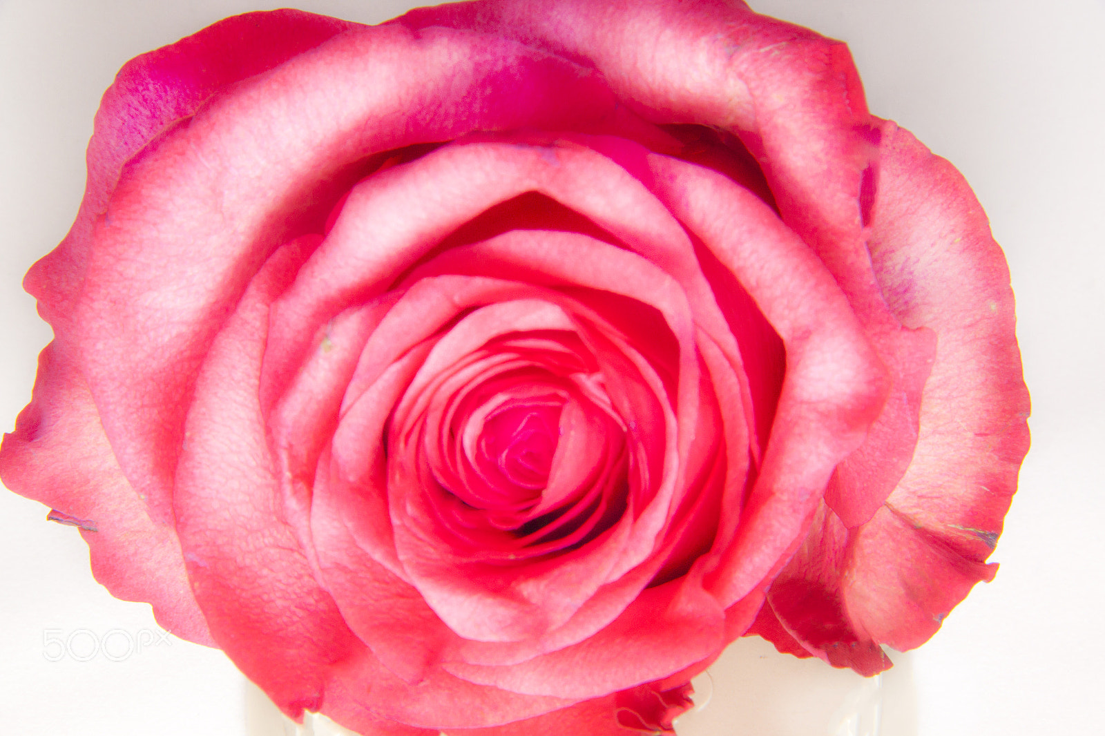 Canon EOS 500D (EOS Rebel T1i / EOS Kiss X3) sample photo. Rosas rojas photography