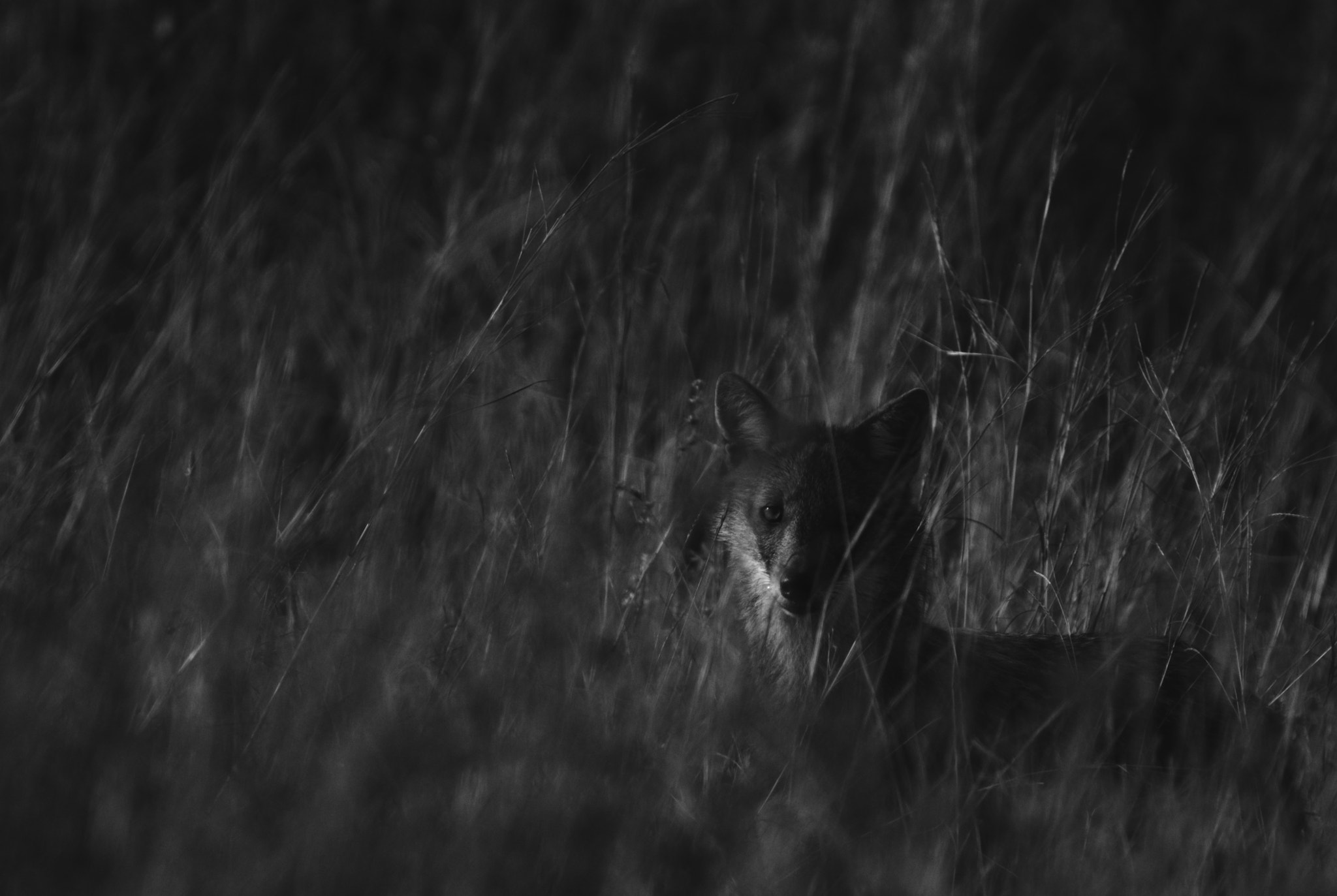 Sigma 150-600mm F5-6.3 DG OS HSM | C sample photo. Jackal's day out photography