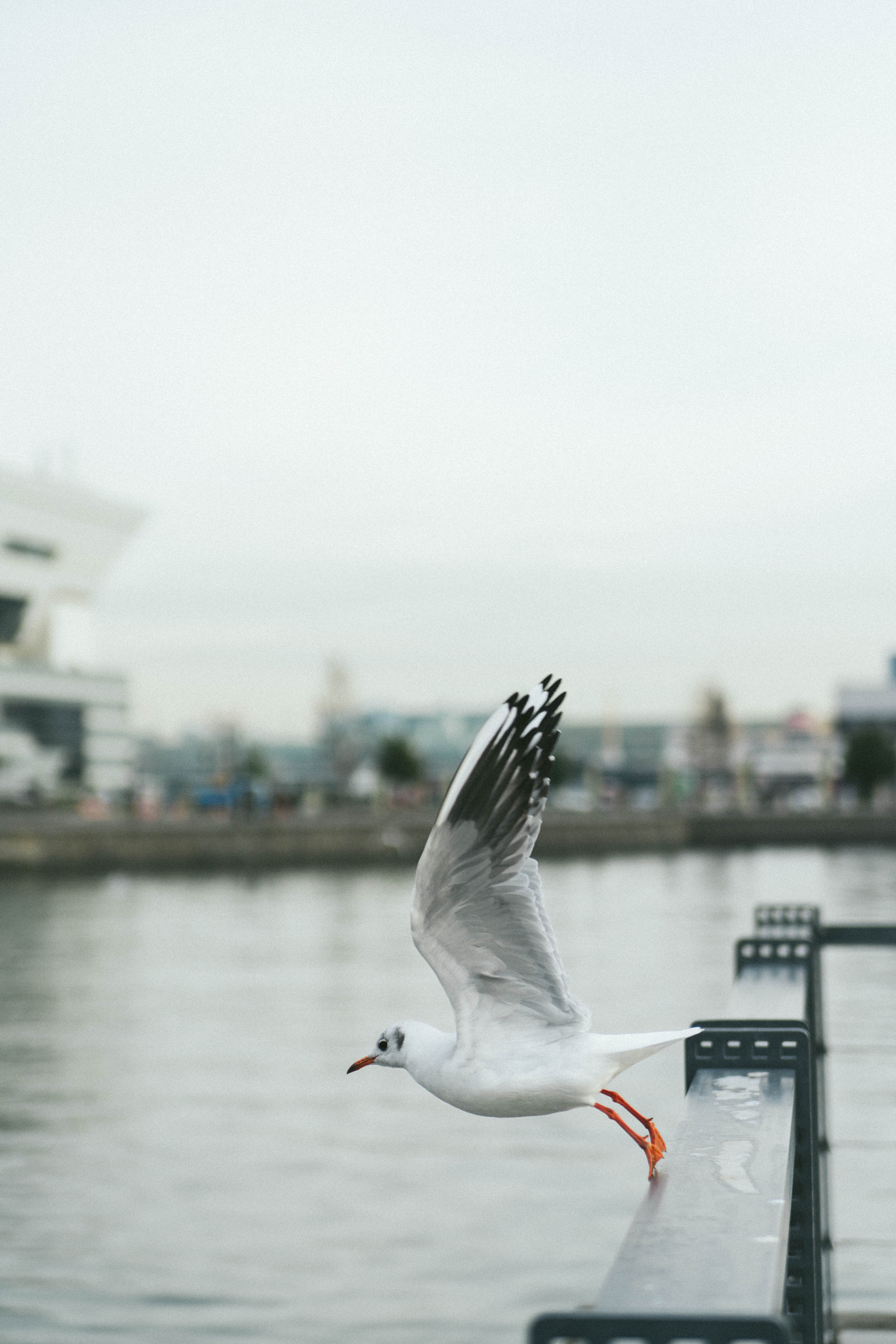 Sony a7R II sample photo. Sea bird photography