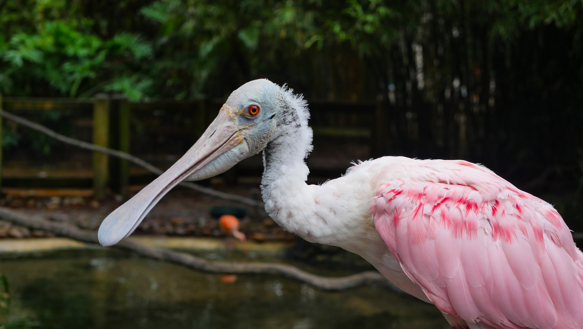 Panasonic Lumix G Macro 30mm F2.8 ASPH Mega OIS sample photo. Strange bird photography