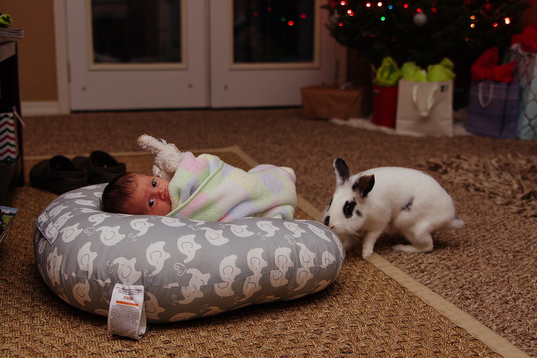 Canon EOS 700D (EOS Rebel T5i / EOS Kiss X7i) sample photo. Lottie and bun photography