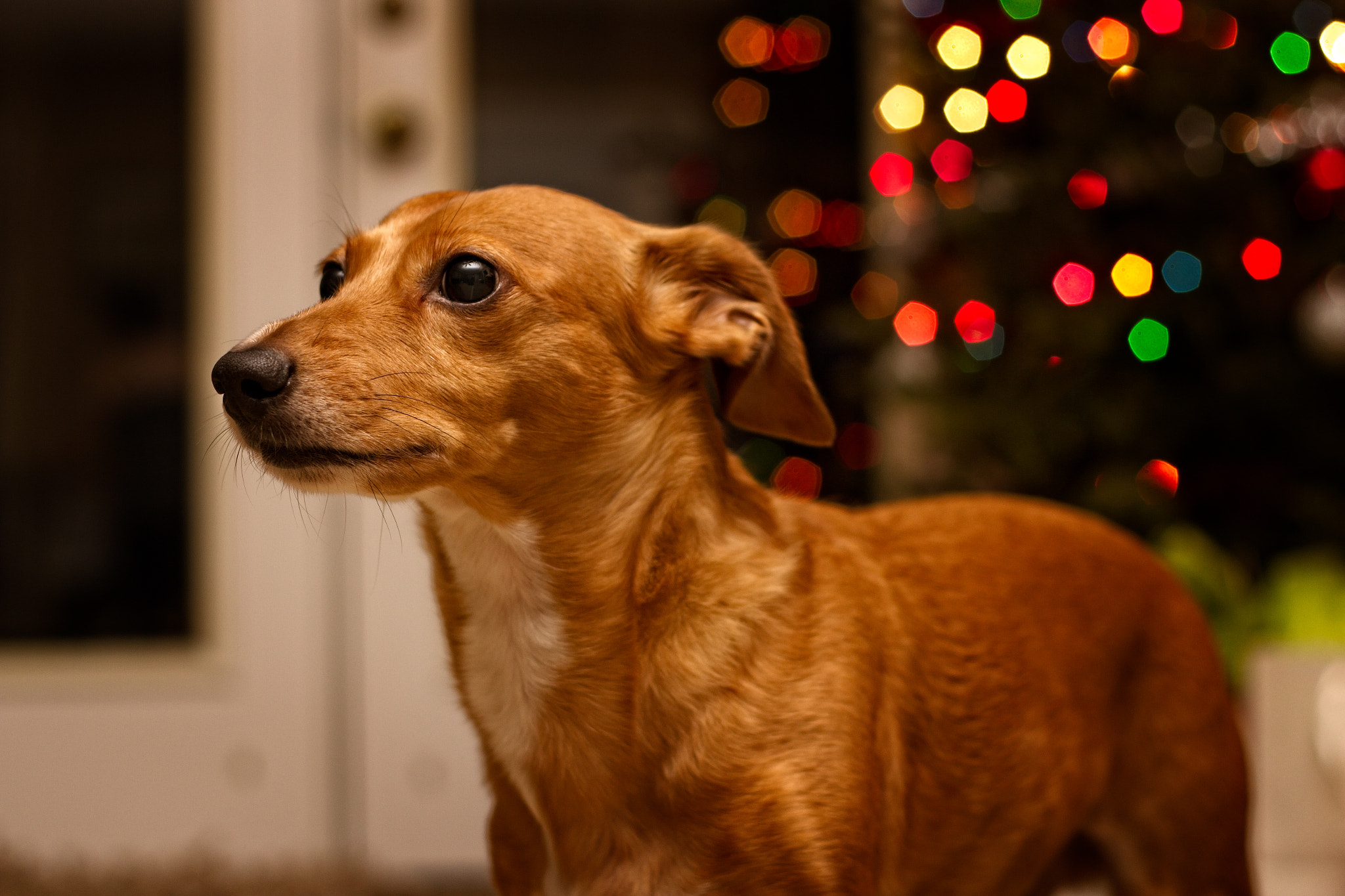 Canon EOS 700D (EOS Rebel T5i / EOS Kiss X7i) + Canon EF 50mm F1.8 II sample photo. Hollis photography