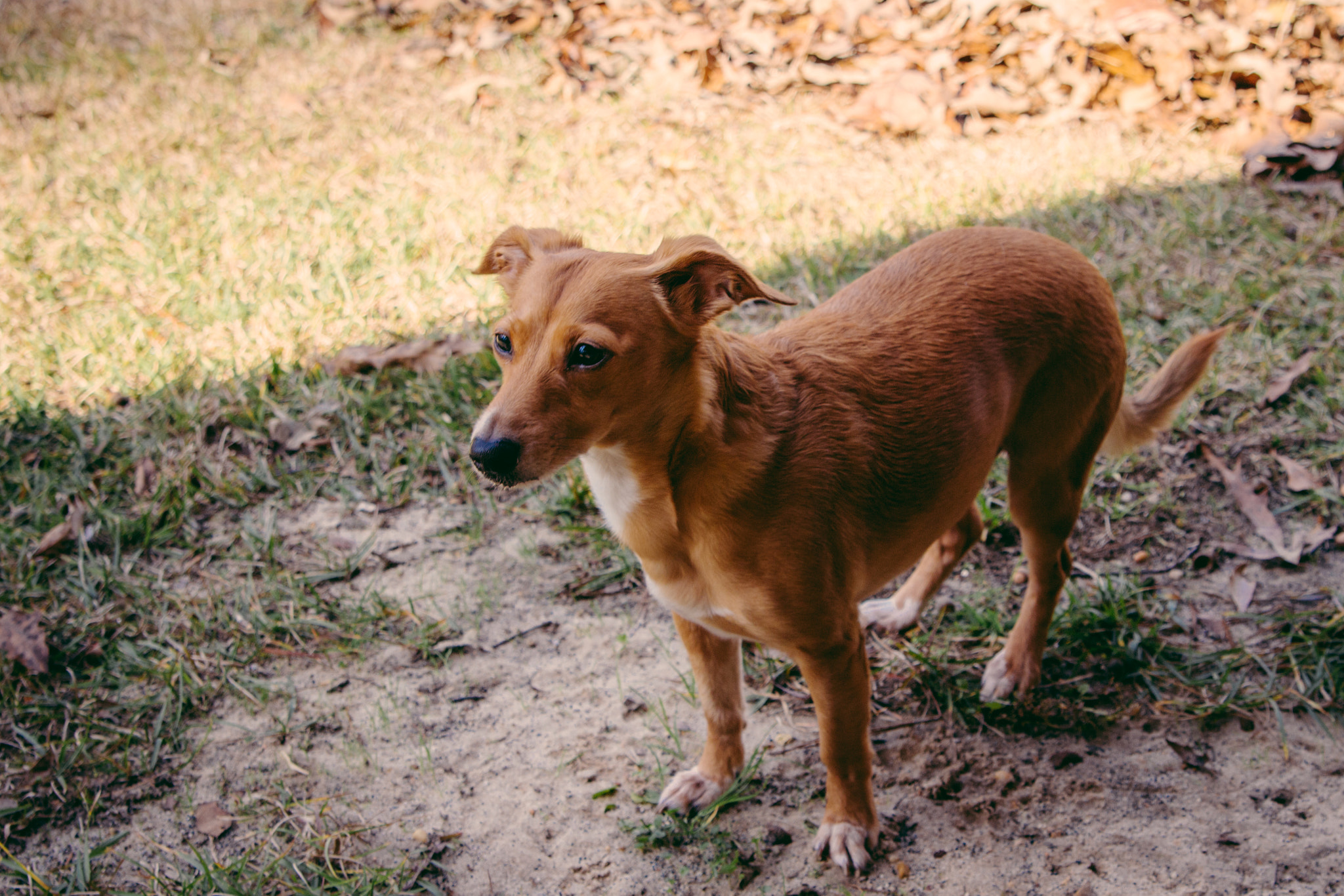 Canon EOS 700D (EOS Rebel T5i / EOS Kiss X7i) sample photo. Hollis photography