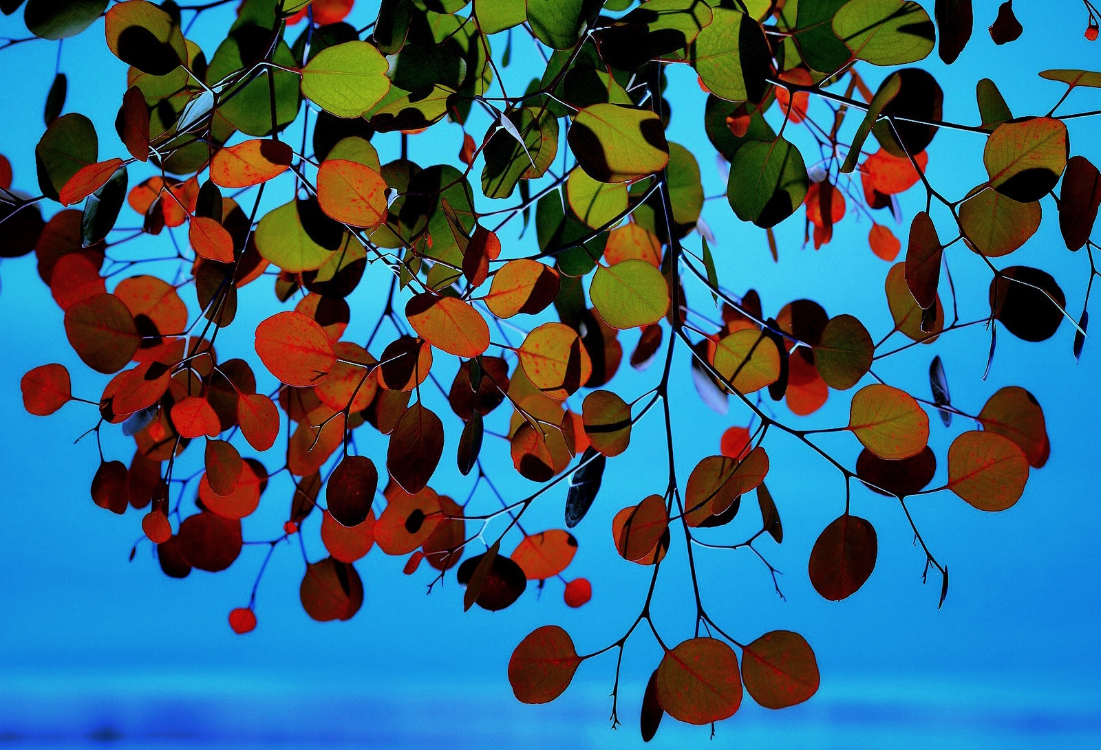 Olympus Zuiko Digital ED 70-300mm F4.0-5.6 sample photo. Autumn change photography