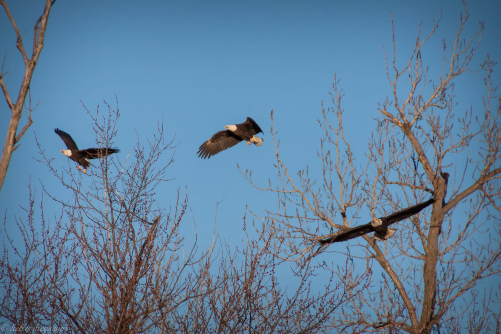 Canon EOS 50D sample photo. The big three photography