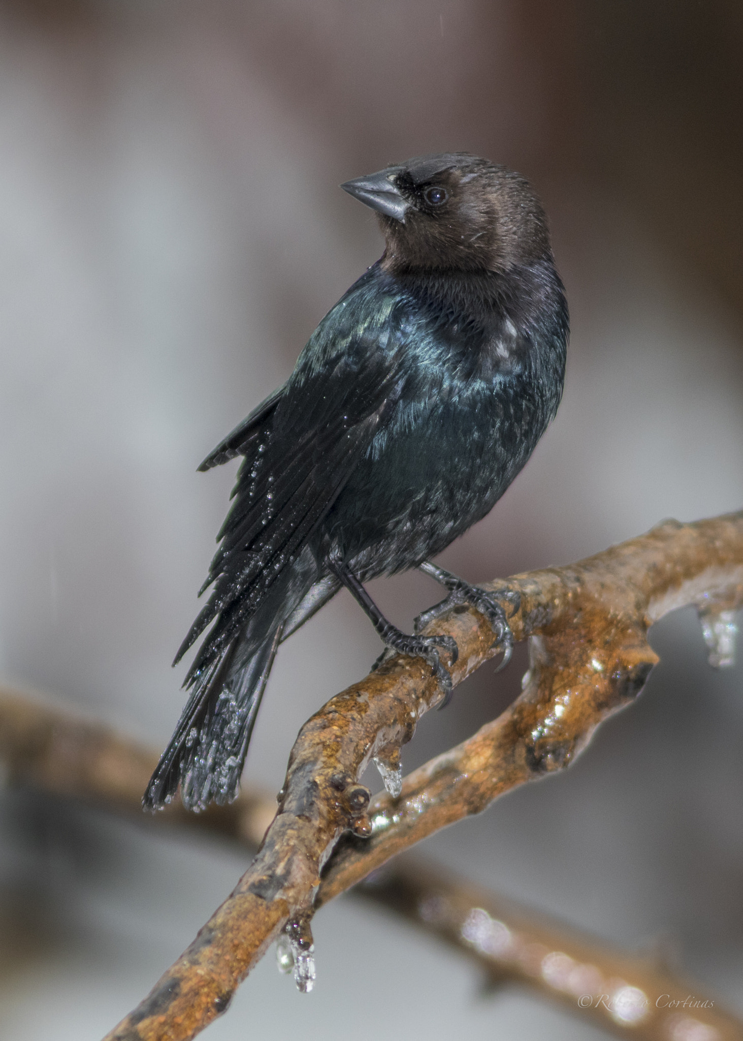Canon EOS 7D Mark II + Canon EF 300mm F4L IS USM sample photo. Brown-headed cowbird photography