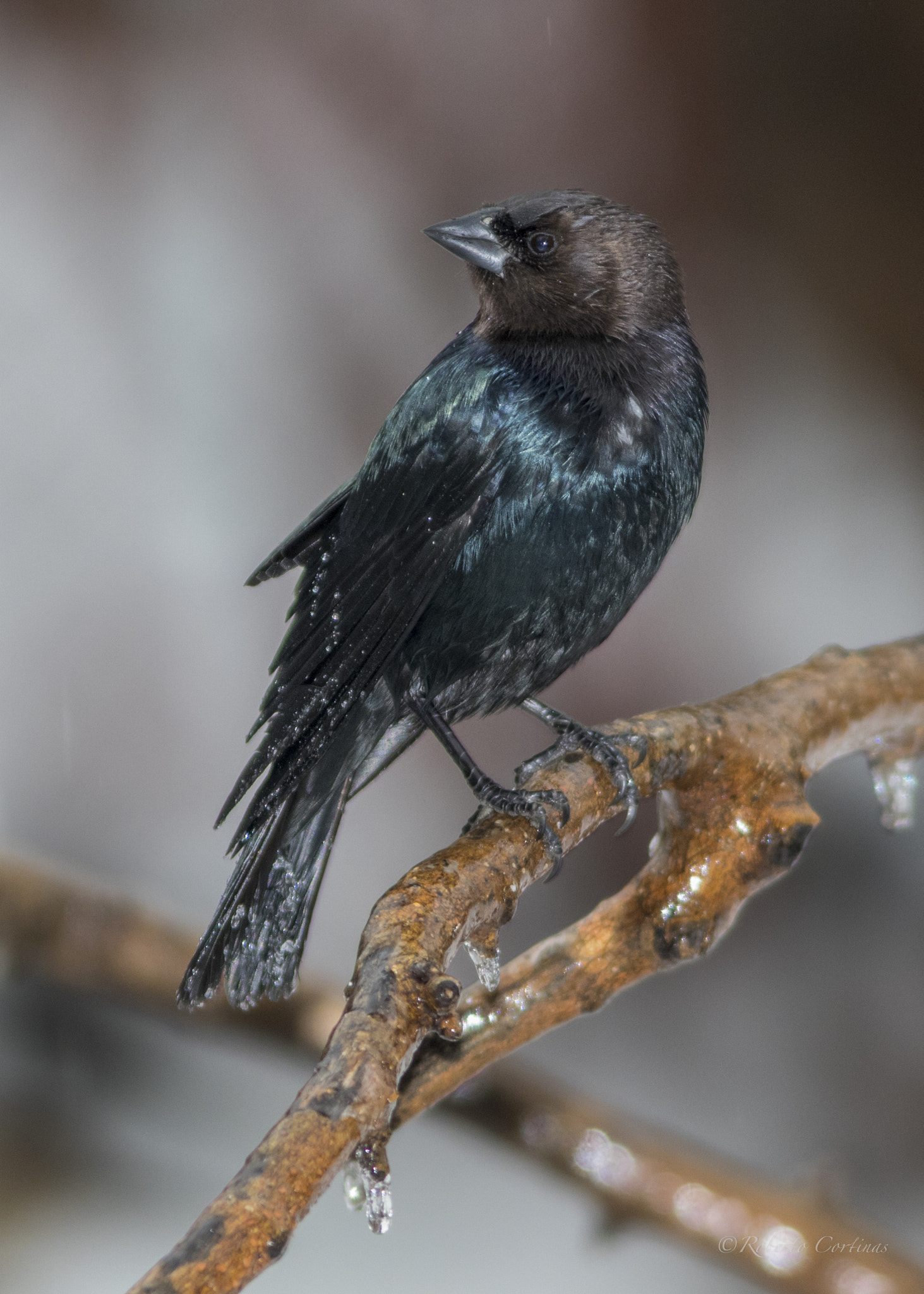 Canon EF 300mm F4L IS USM sample photo. Brown-headed cowbird photography