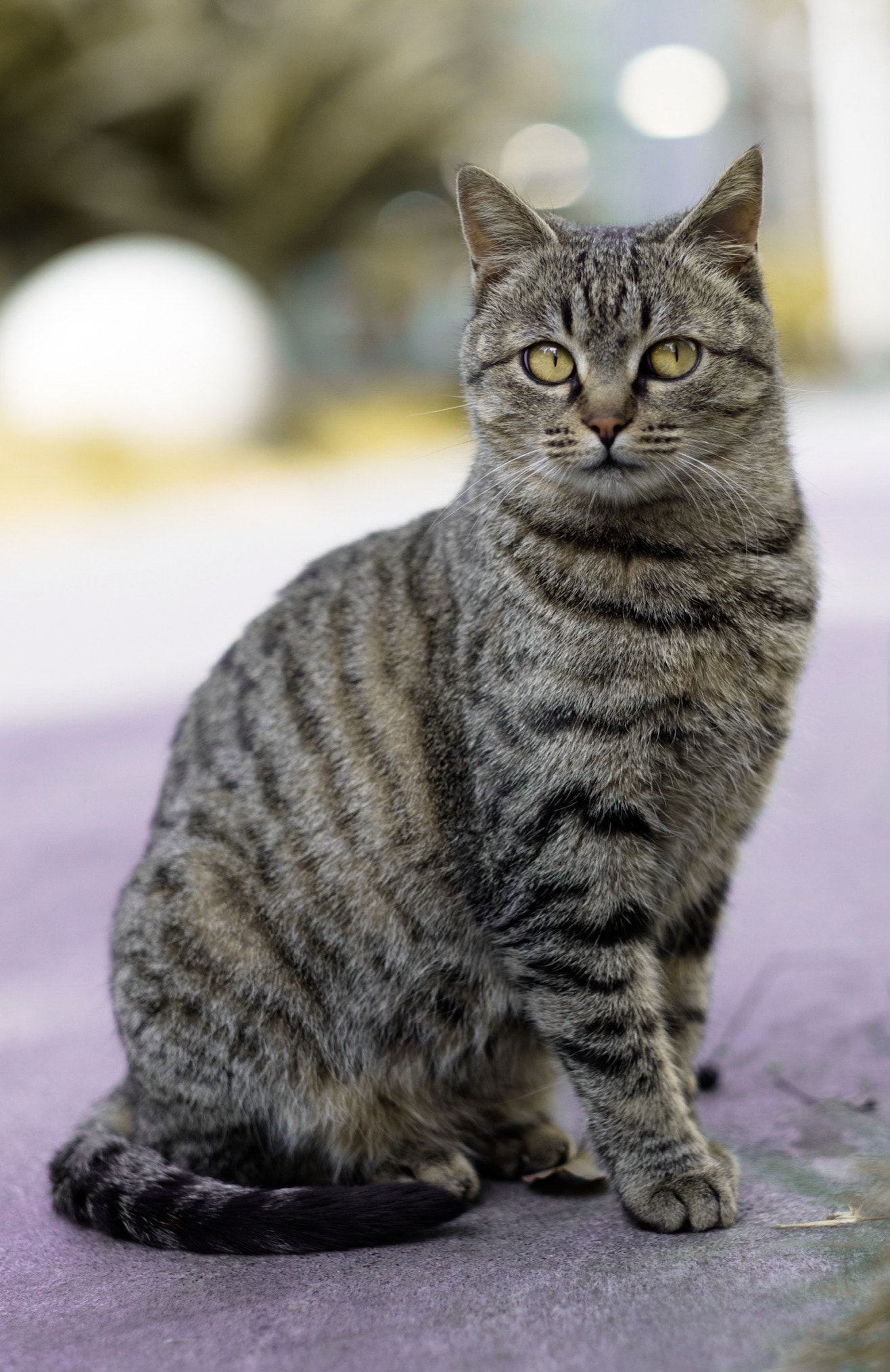 Fujifilm XF 56mm F1.2 R sample photo. My model photography